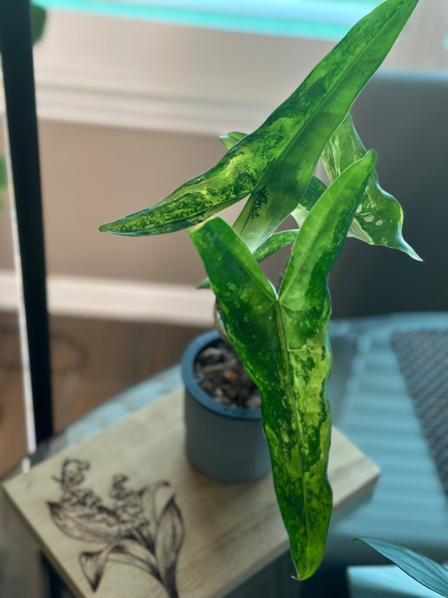 Alocasia Tigrina Superba Variegated (4 inch)