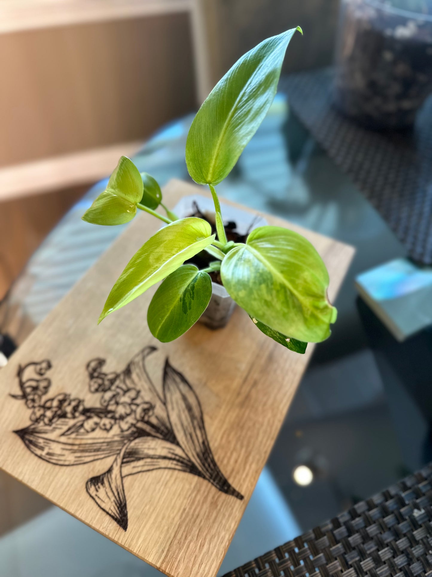 Philodendron Whipple Way (#2)