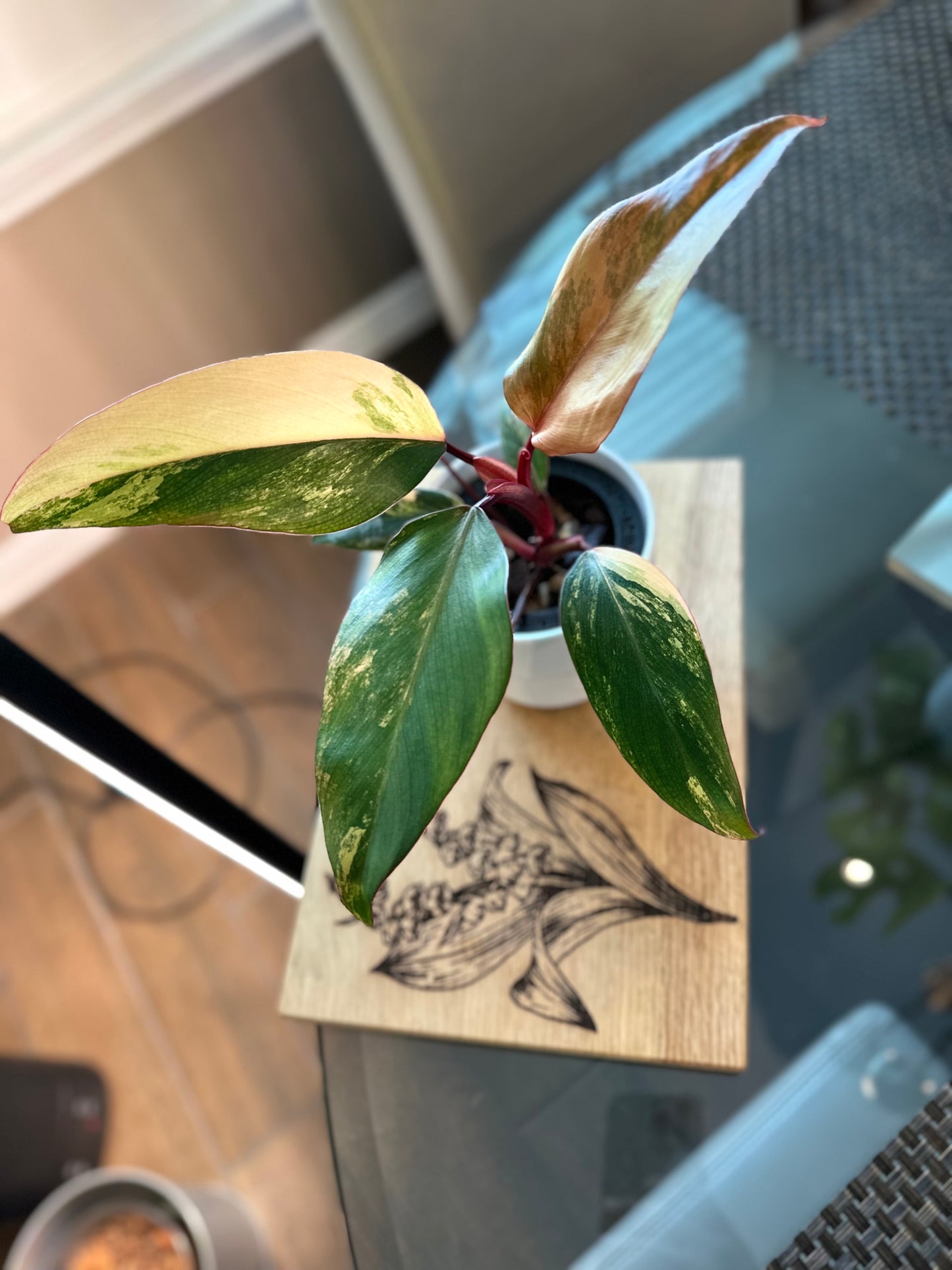 Philodendron Strawberry Shake