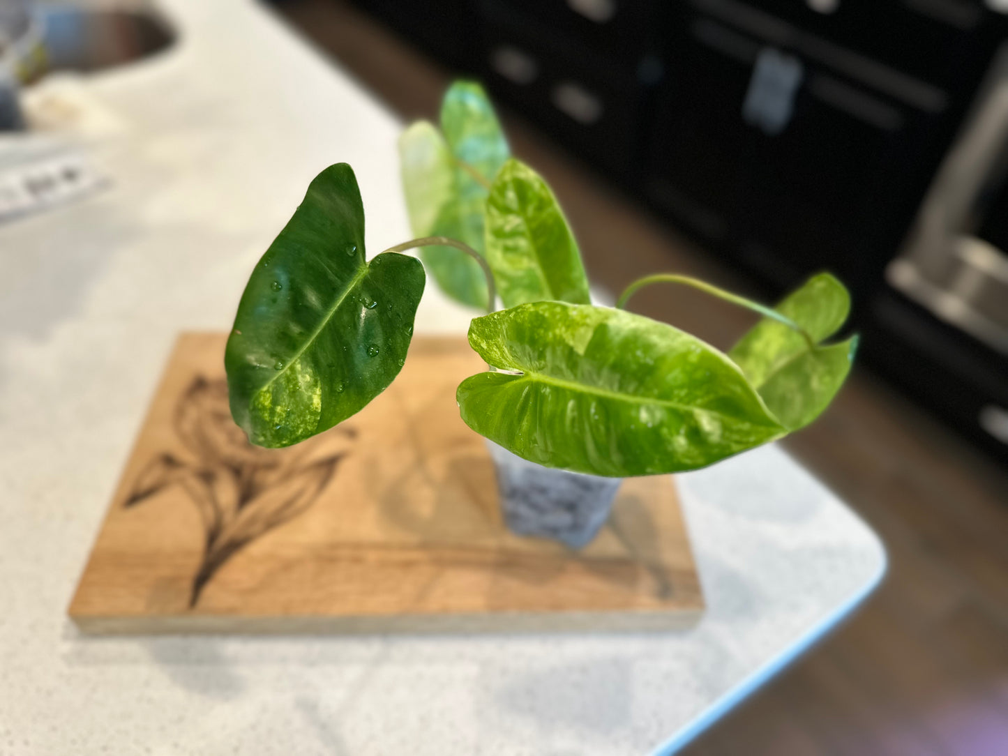 Philodendron Variegated Burle Marx - PBM1