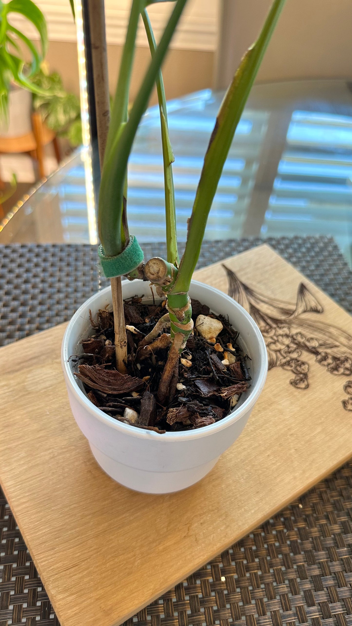 Monstera Burle Marx Flame - #2