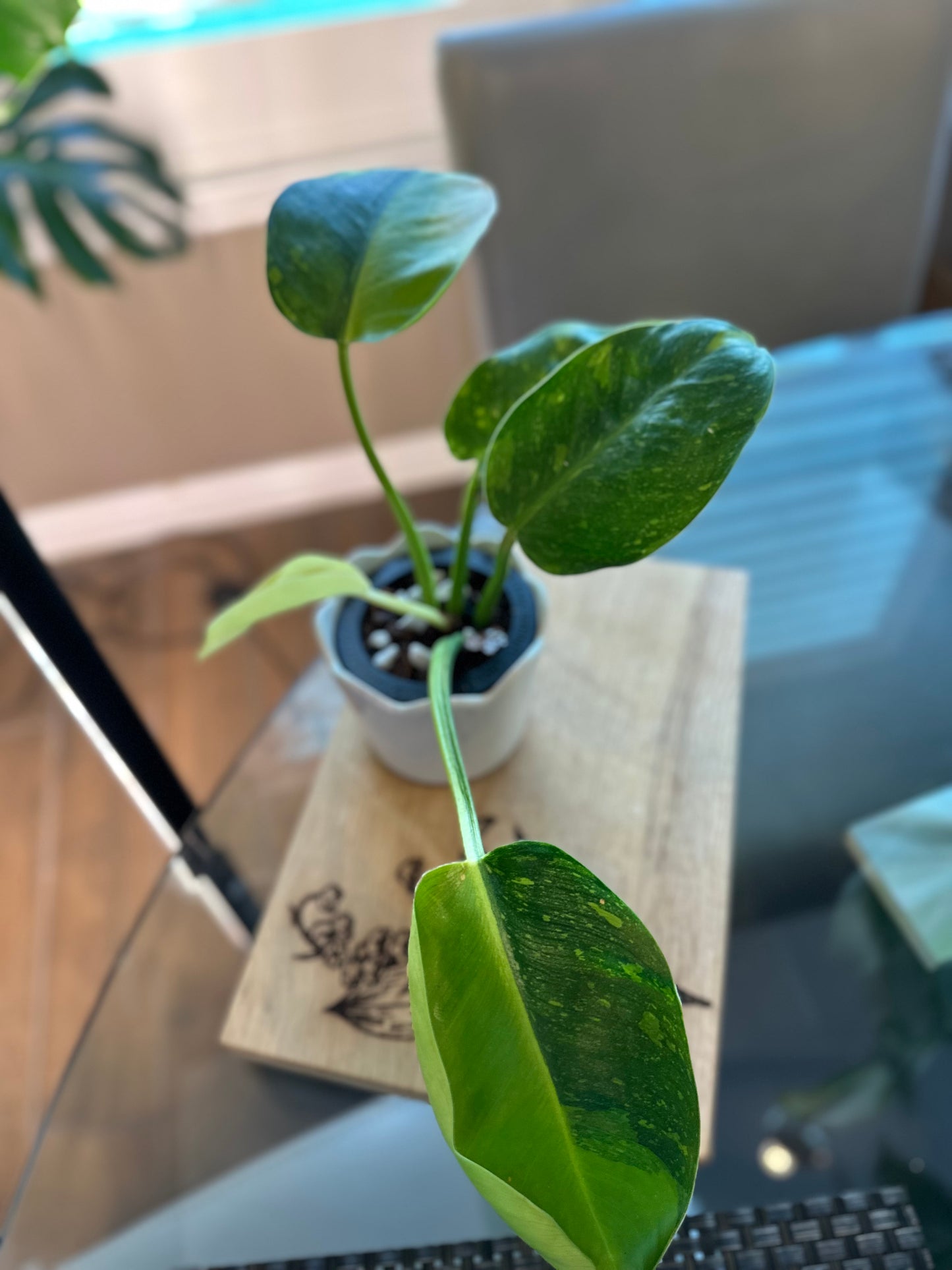 Philodendron Green Congo Hybrid Variegated