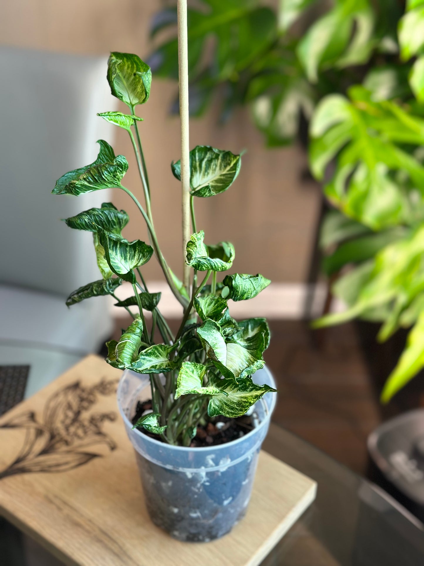Syngonium Godzilla 6 inch