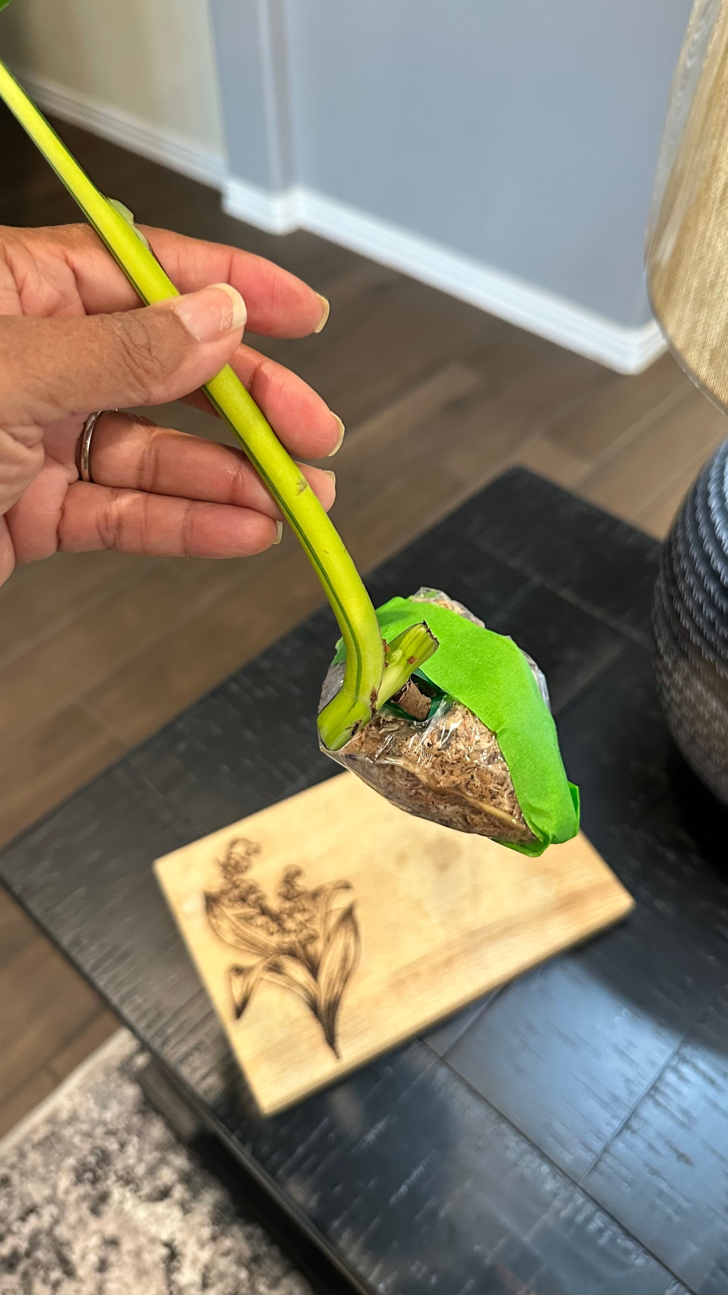 Monstera Aurea Cutting #1