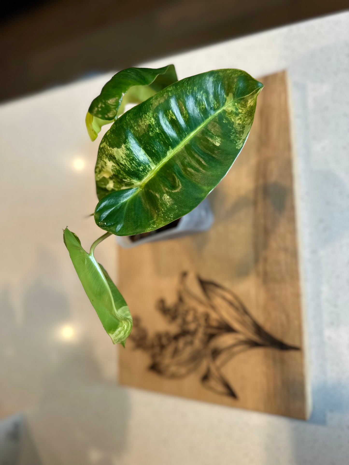 Philodendron Variegated Burle Marx - Growers Choice