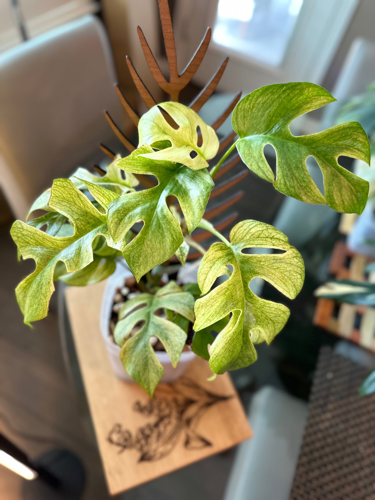 Rhaphidophora Tetrasperma White Monster