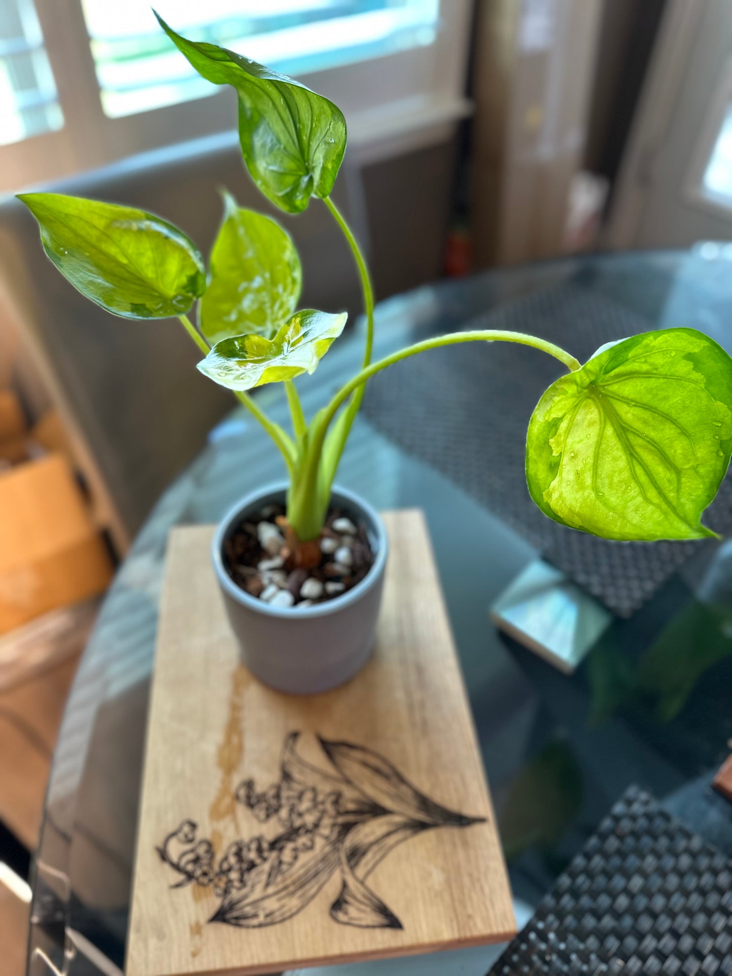 Alocasia Culcullata Aurea Variegated - 6 inches