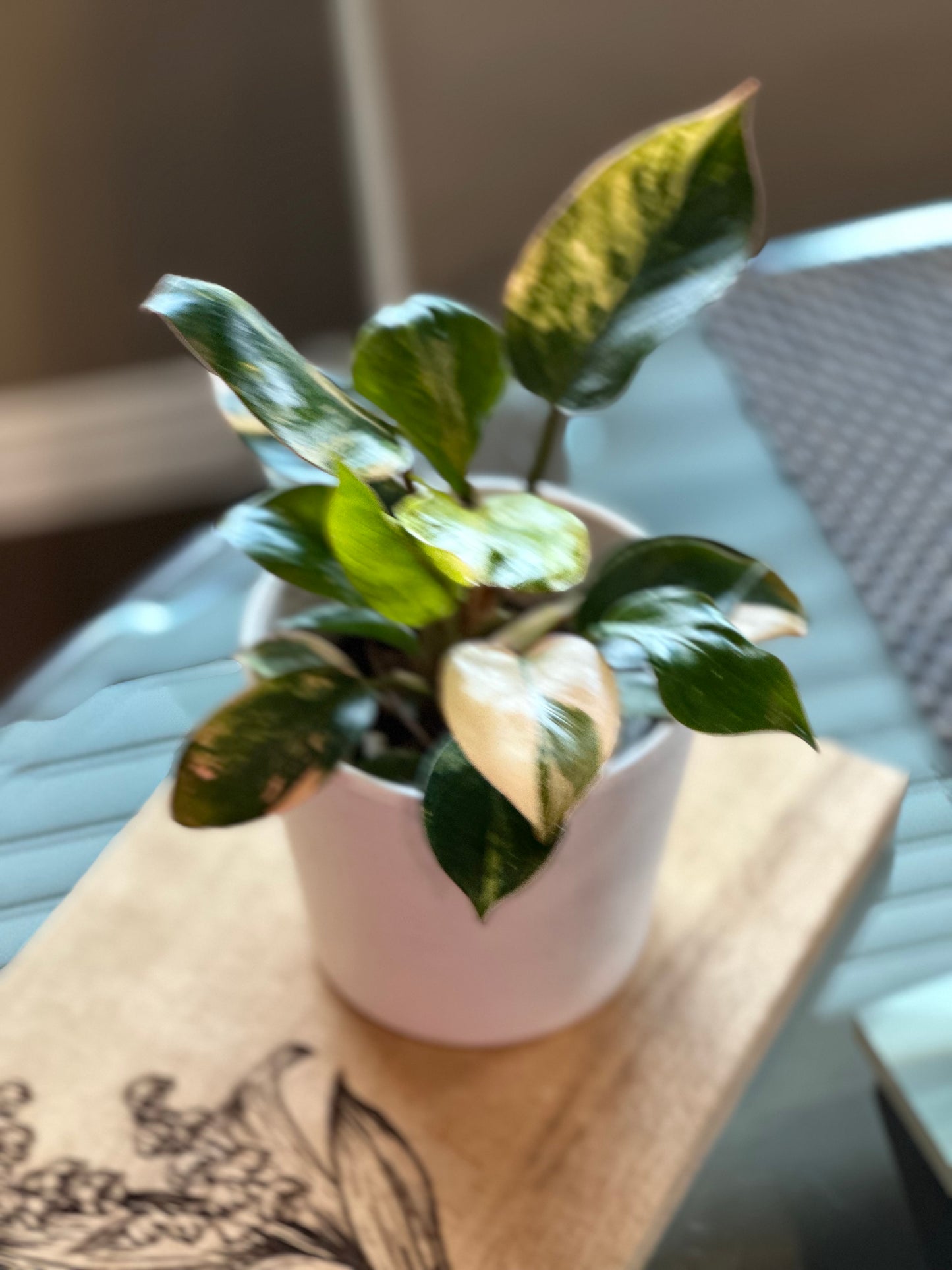Philodendron Red Congo Variegated - 4 inch
