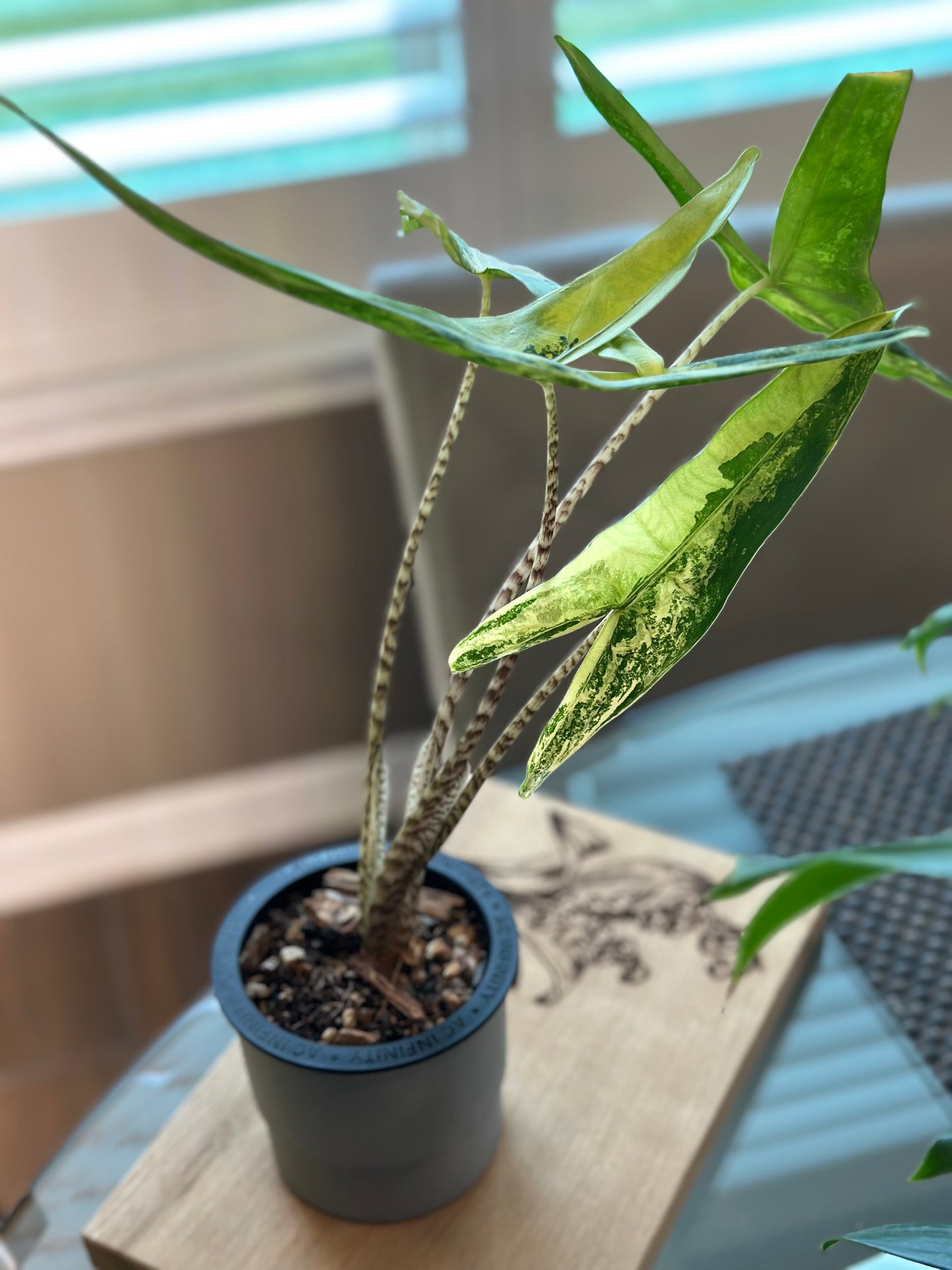 Alocasia Tigrina Superba Variegated (4 inch)