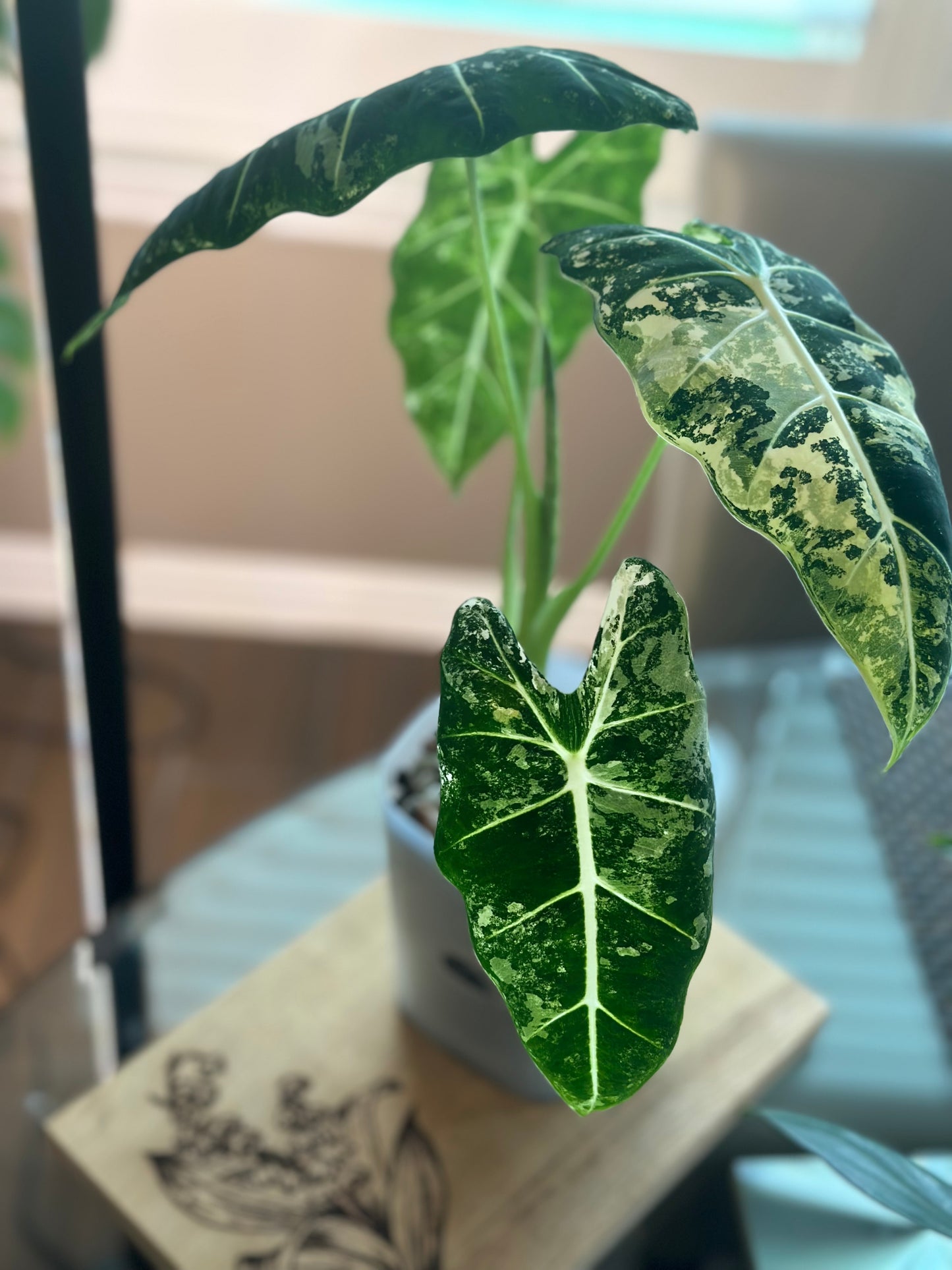 Alocasia Frydek Variegated - 6 inch
