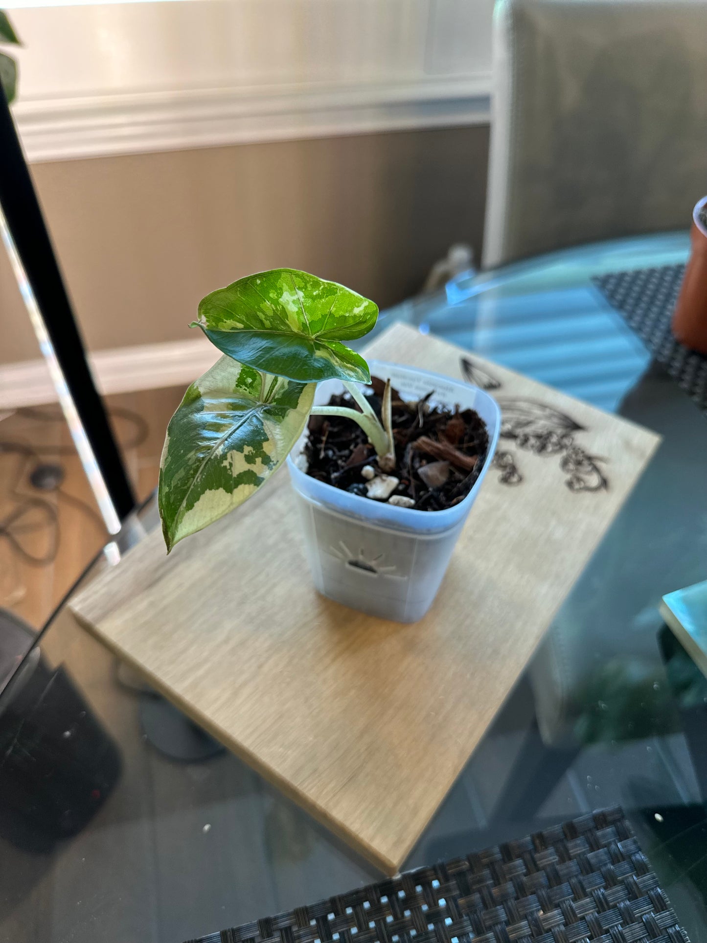 Alocasia Yucatan Princess Variegated