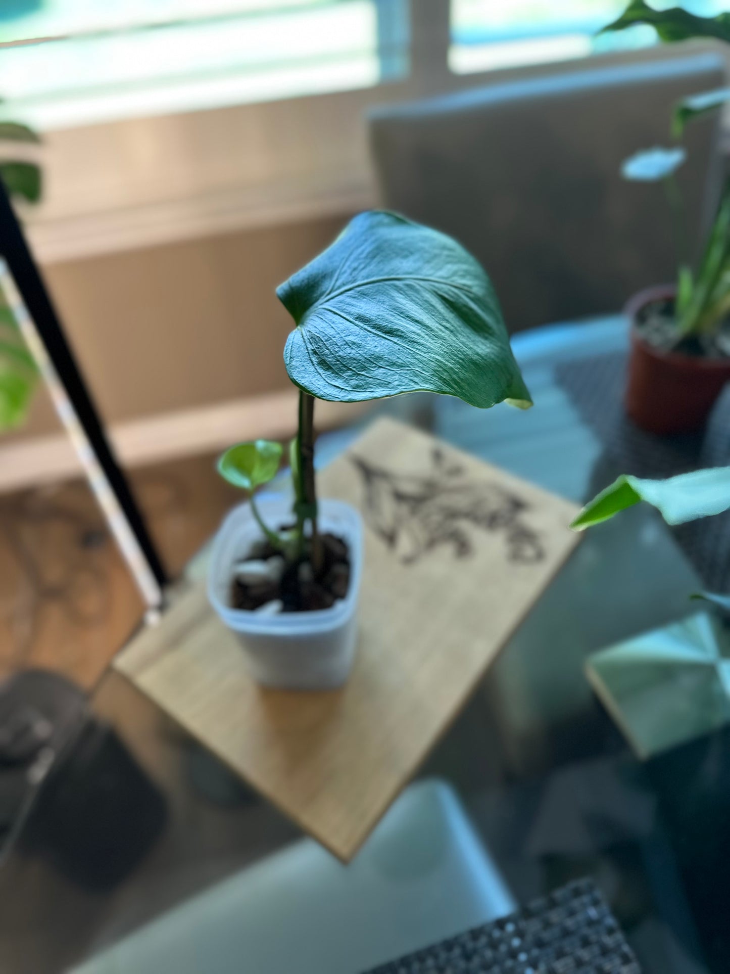 Monstera Sierrana (02) - 4 inches