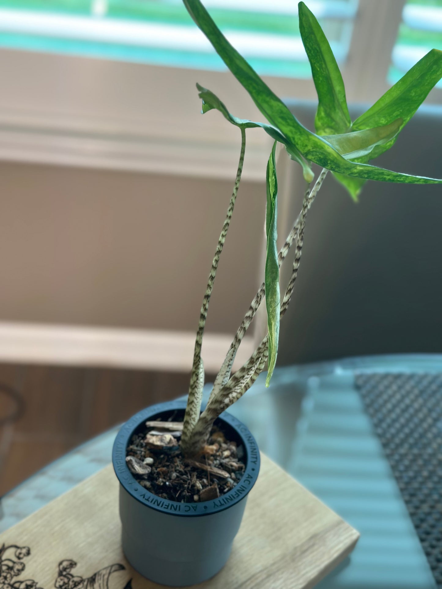 Alocasia Tigrina Superba Variegated (4 inch)