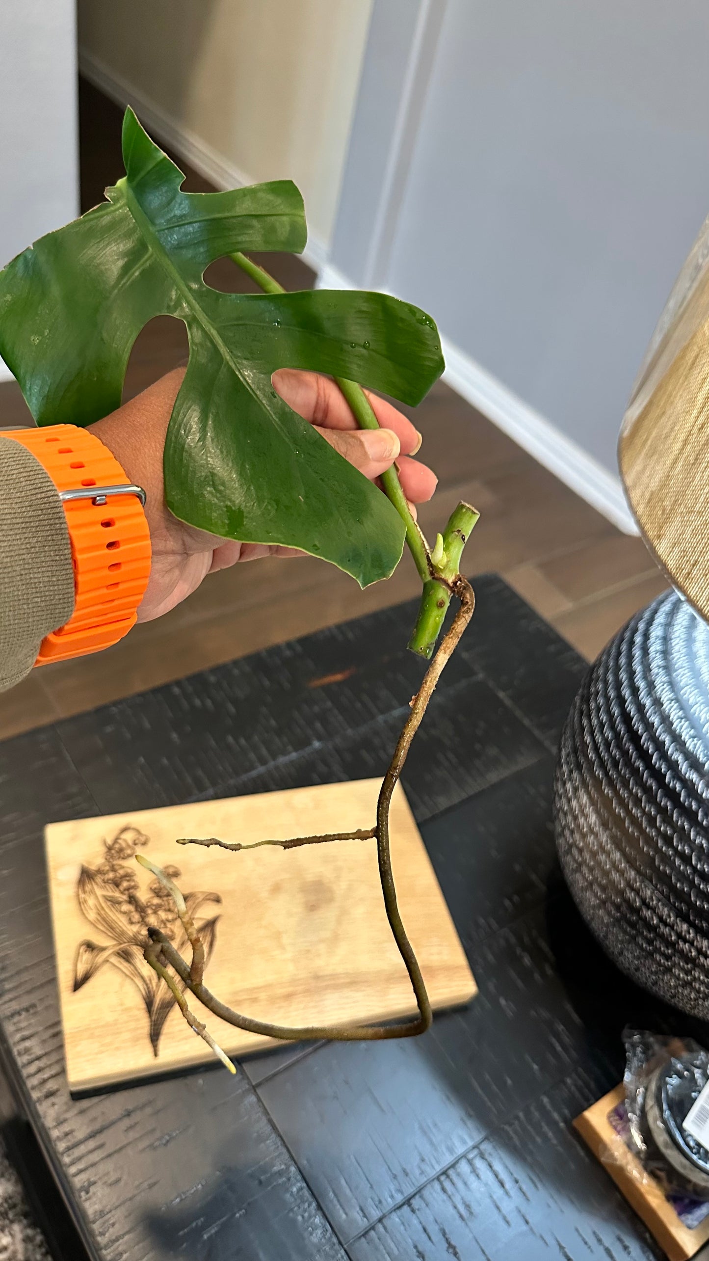 Monstera Sierrana Hawaiian Form Cutting #2