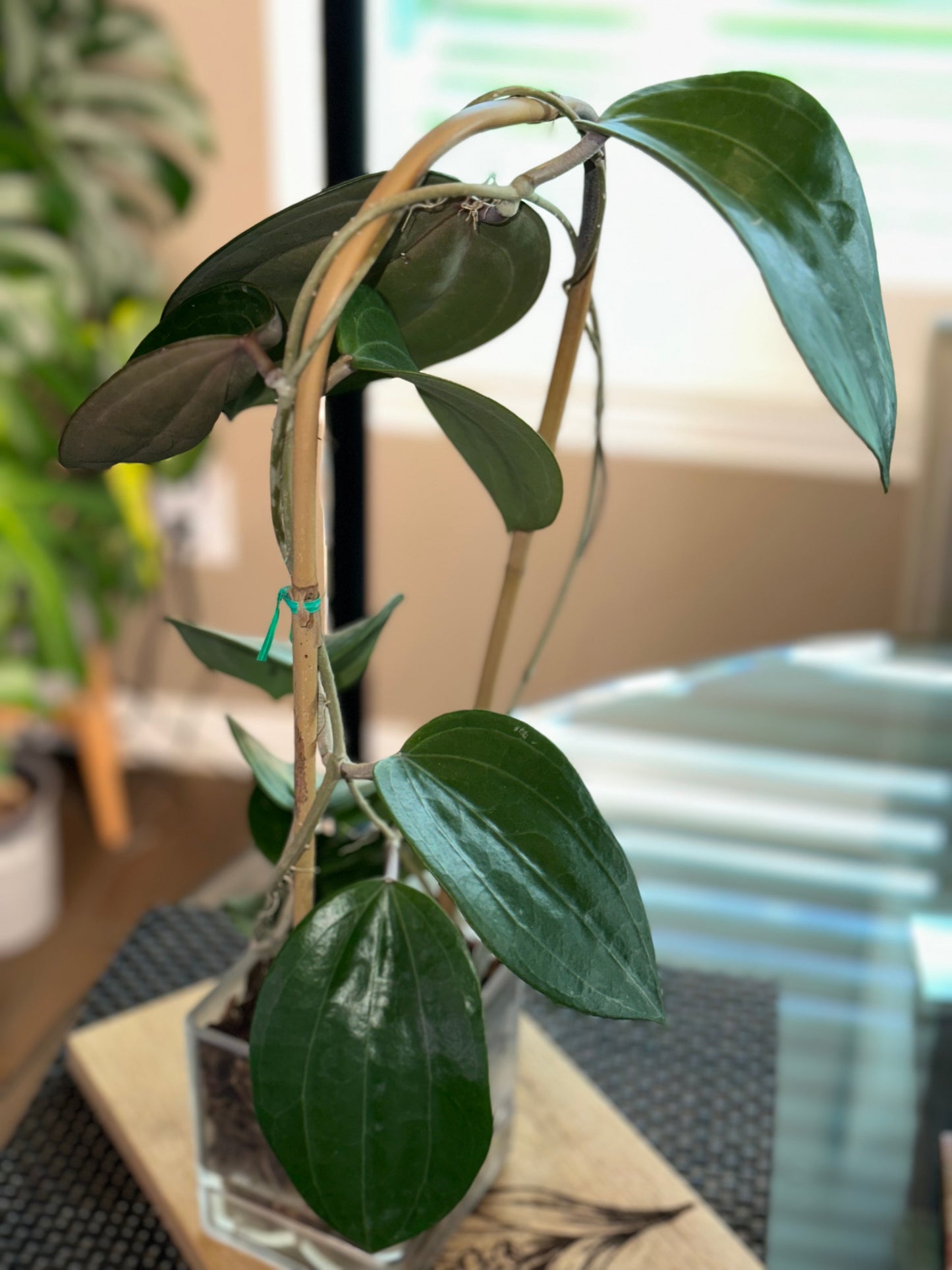 Hoya Latifolia Dinner Plate XL