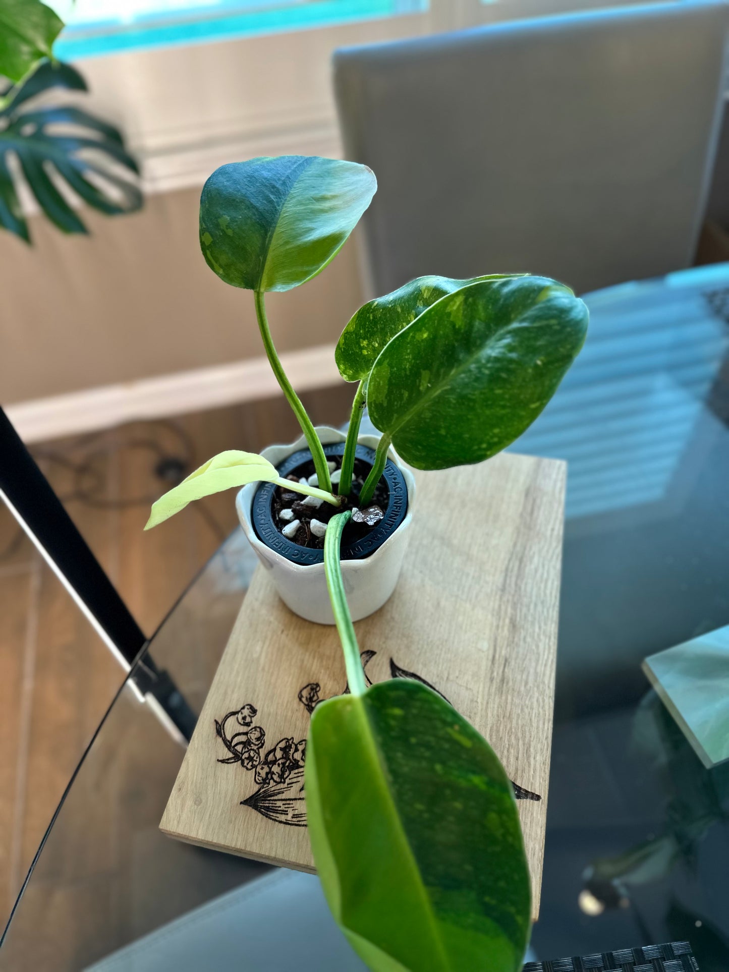 Philodendron Green Congo Hybrid Variegated
