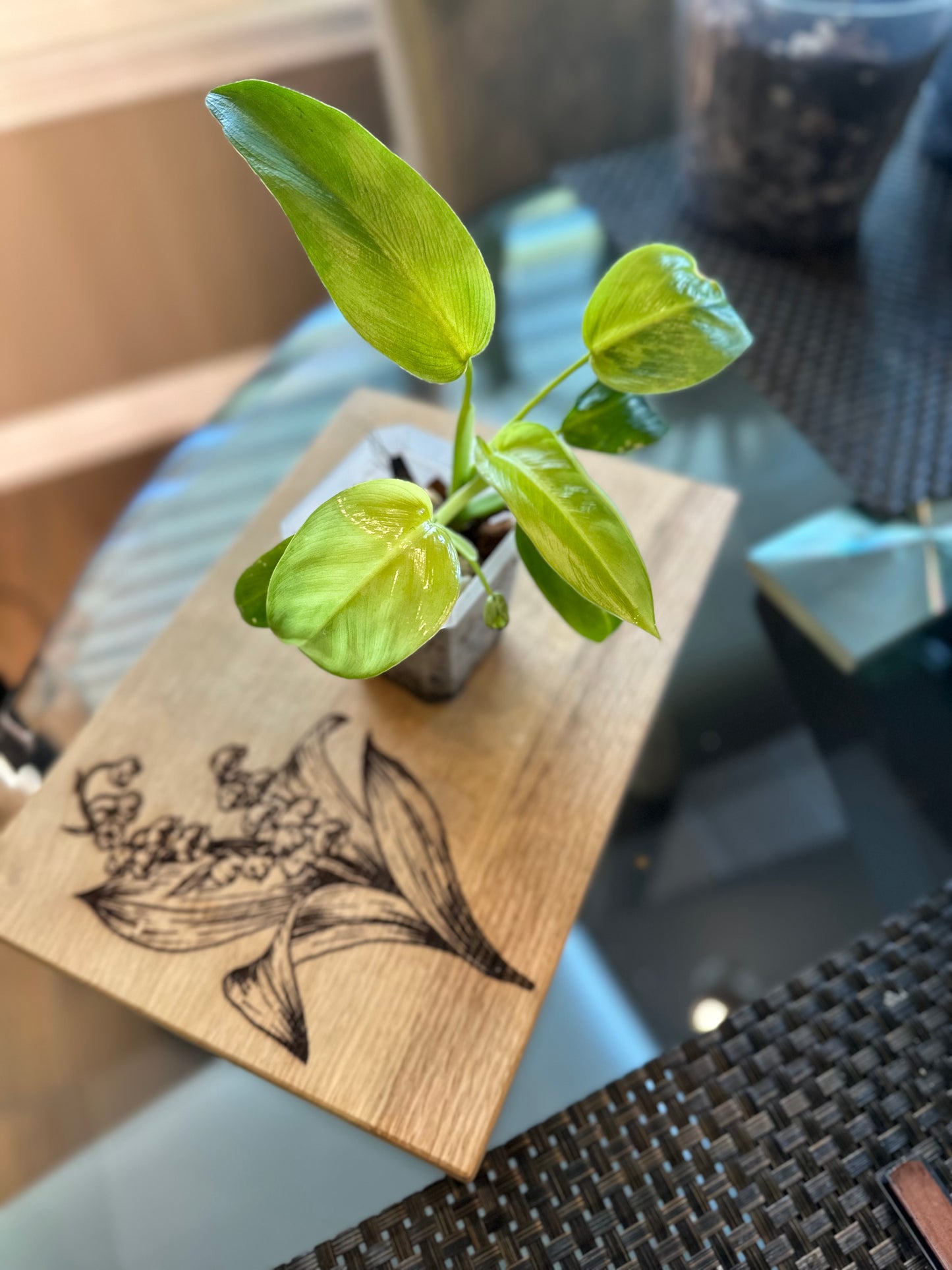 Philodendron Whipple Way (#2)