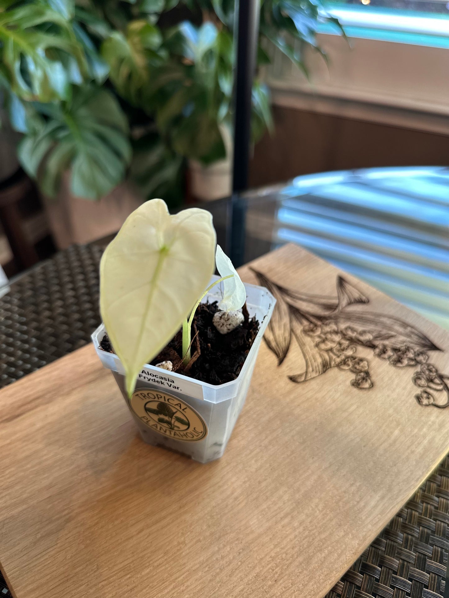 Alocasia Frydek High Variegation - pup (corm grown)