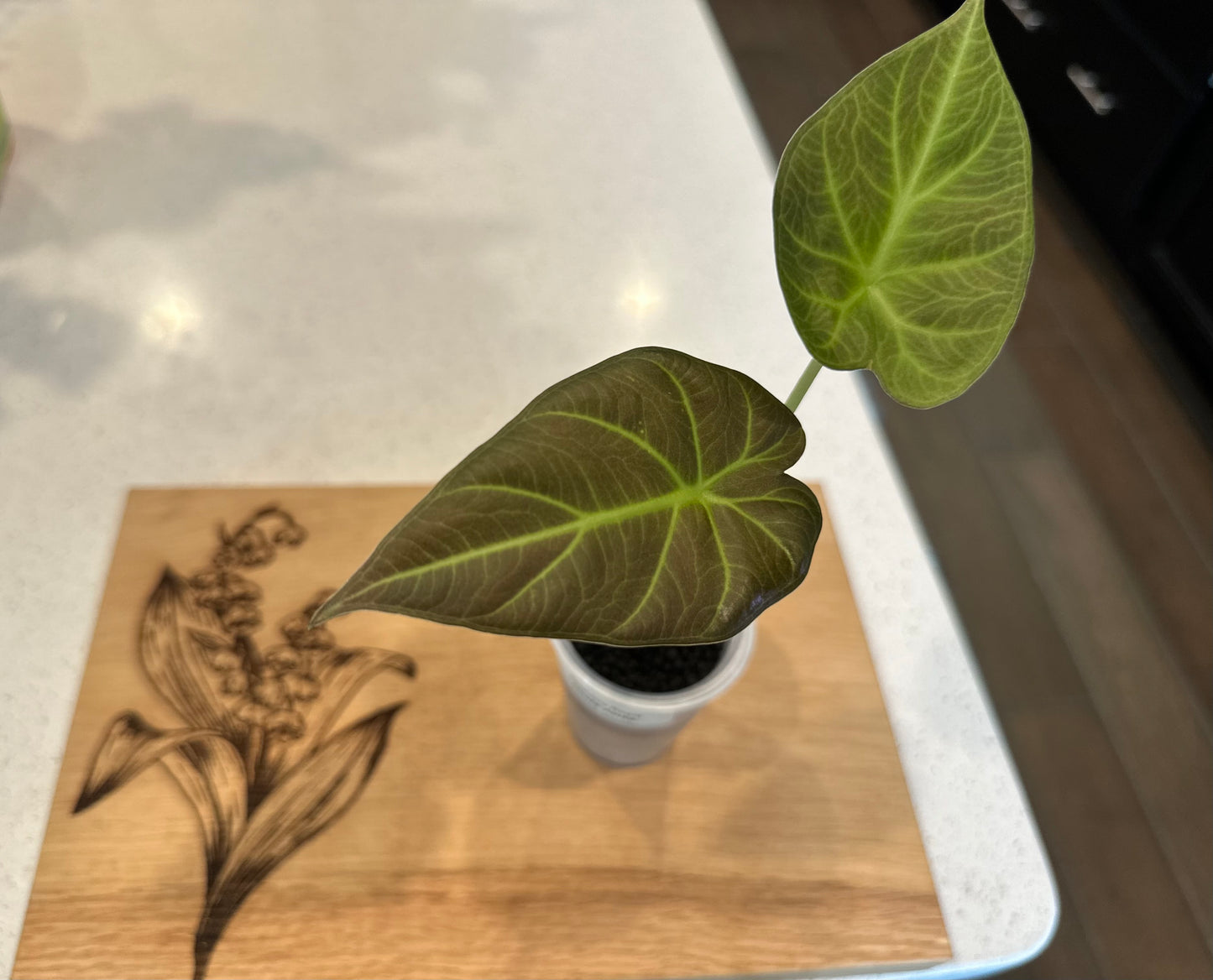 Alocasia Regal Shield Aurea Low Variegation (corm grown)
