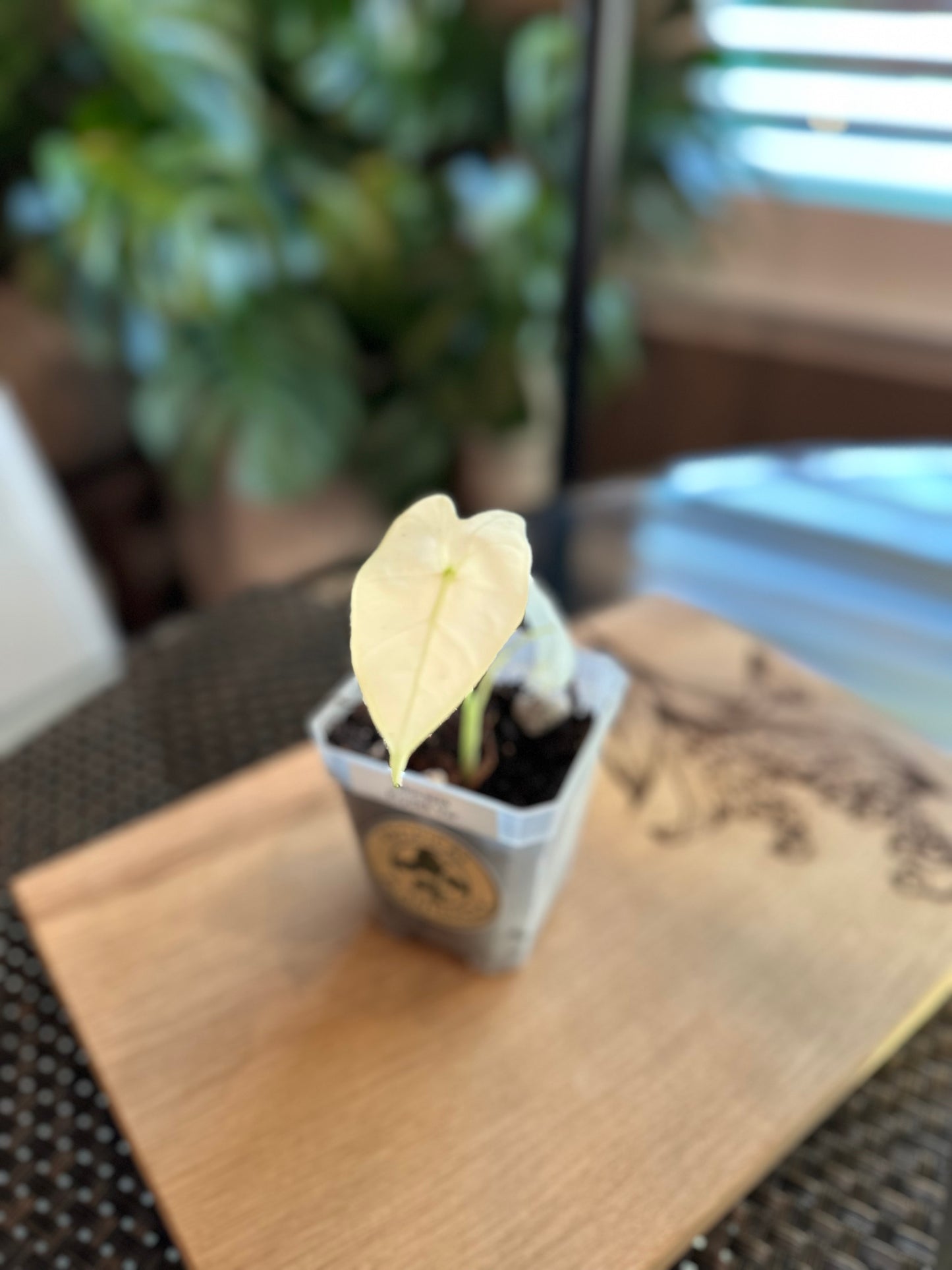 Alocasia Frydek High Variegation - pup (corm grown)