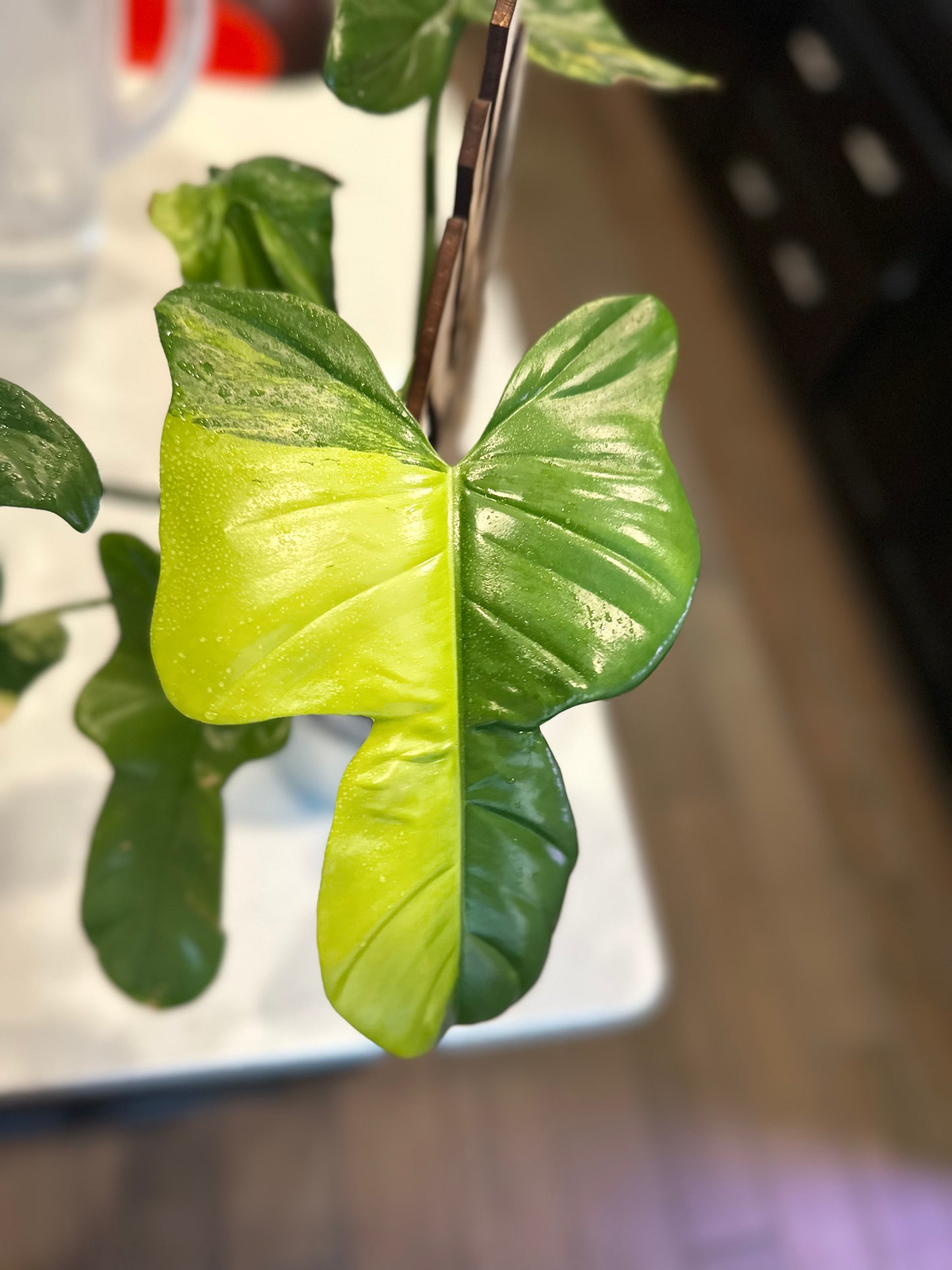 Philodendron Variegated Bipennifolium