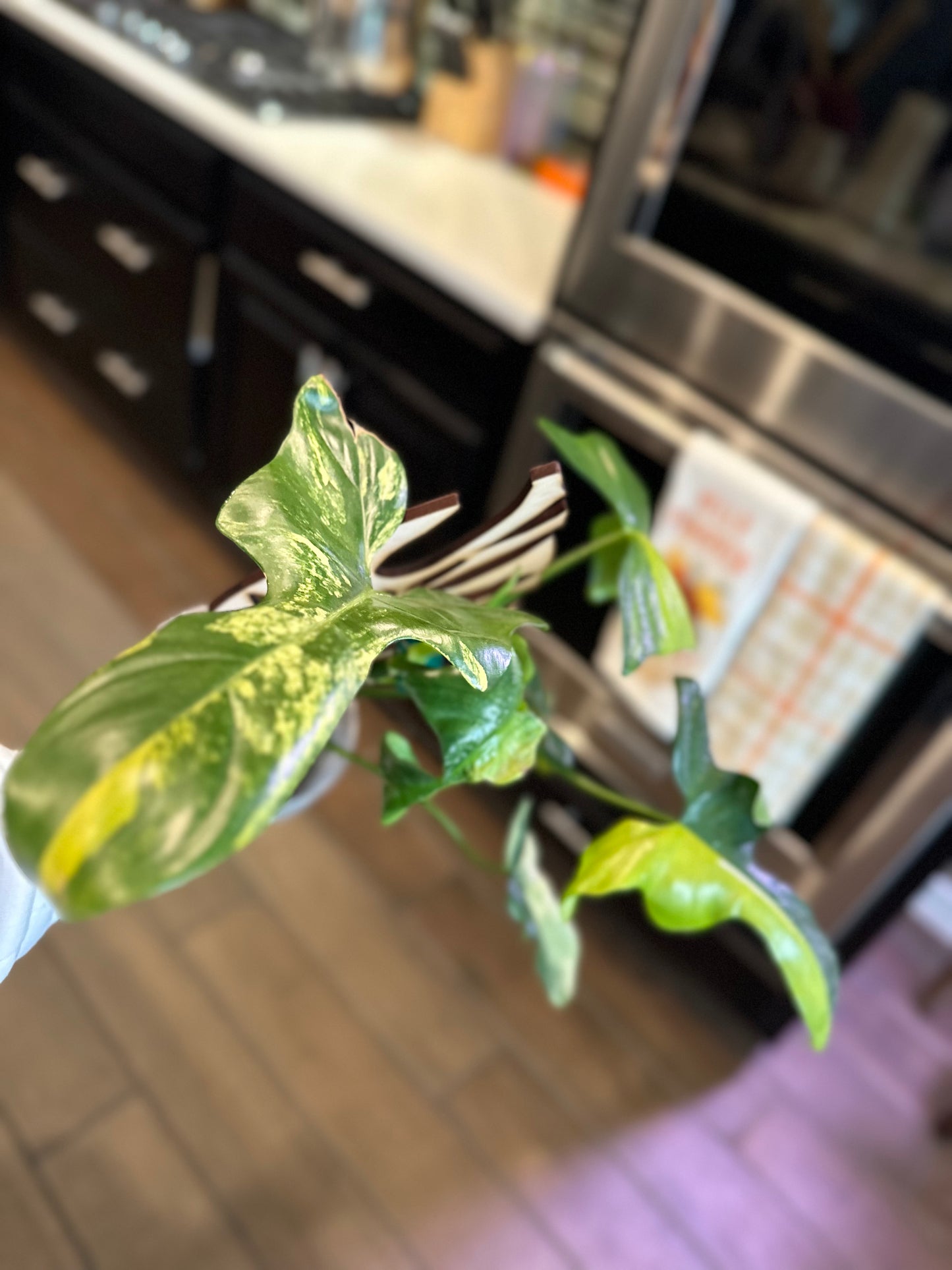 Philodendron Variegated Bipennifolium