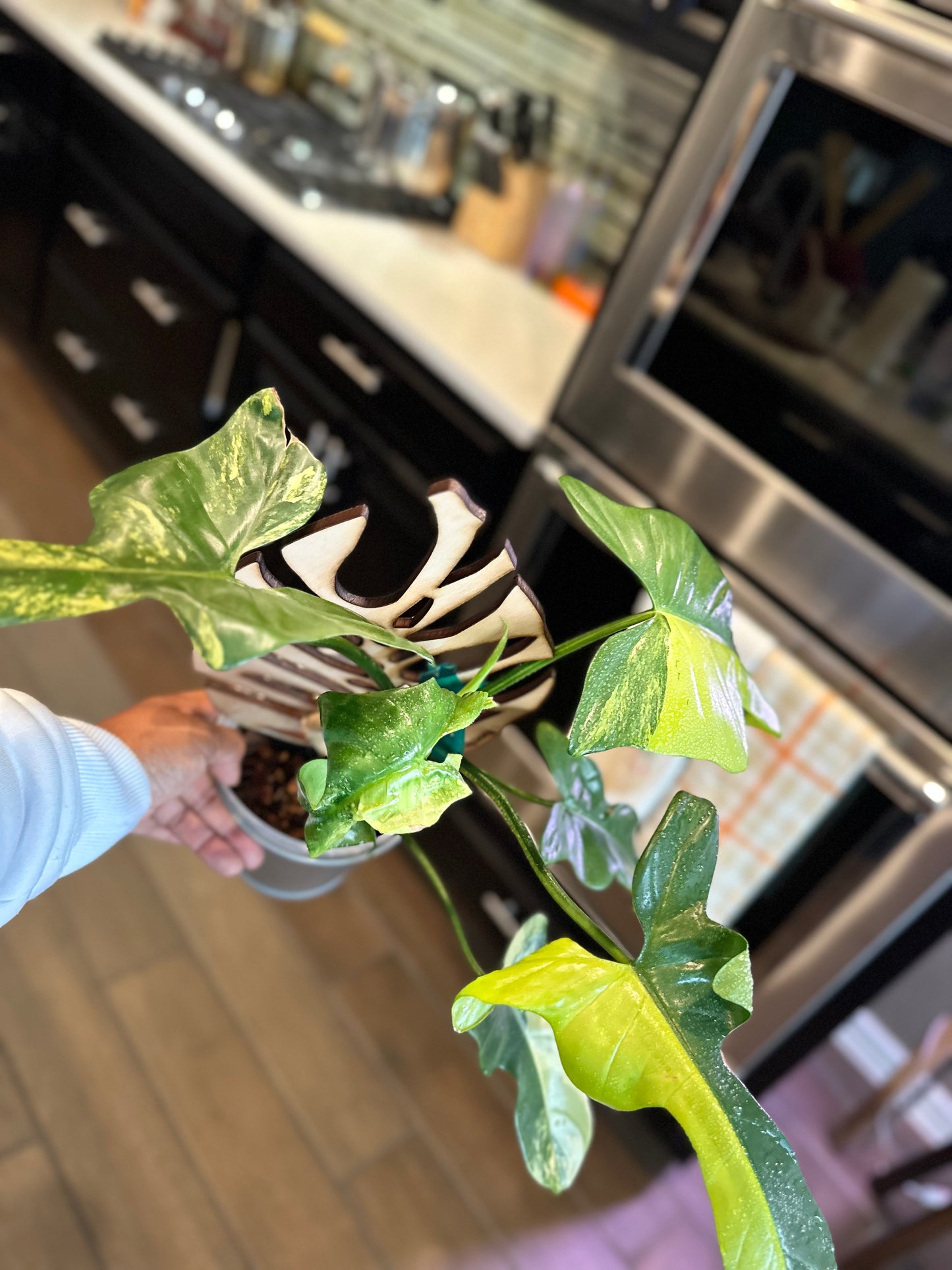 Philodendron Variegated Bipennifolium