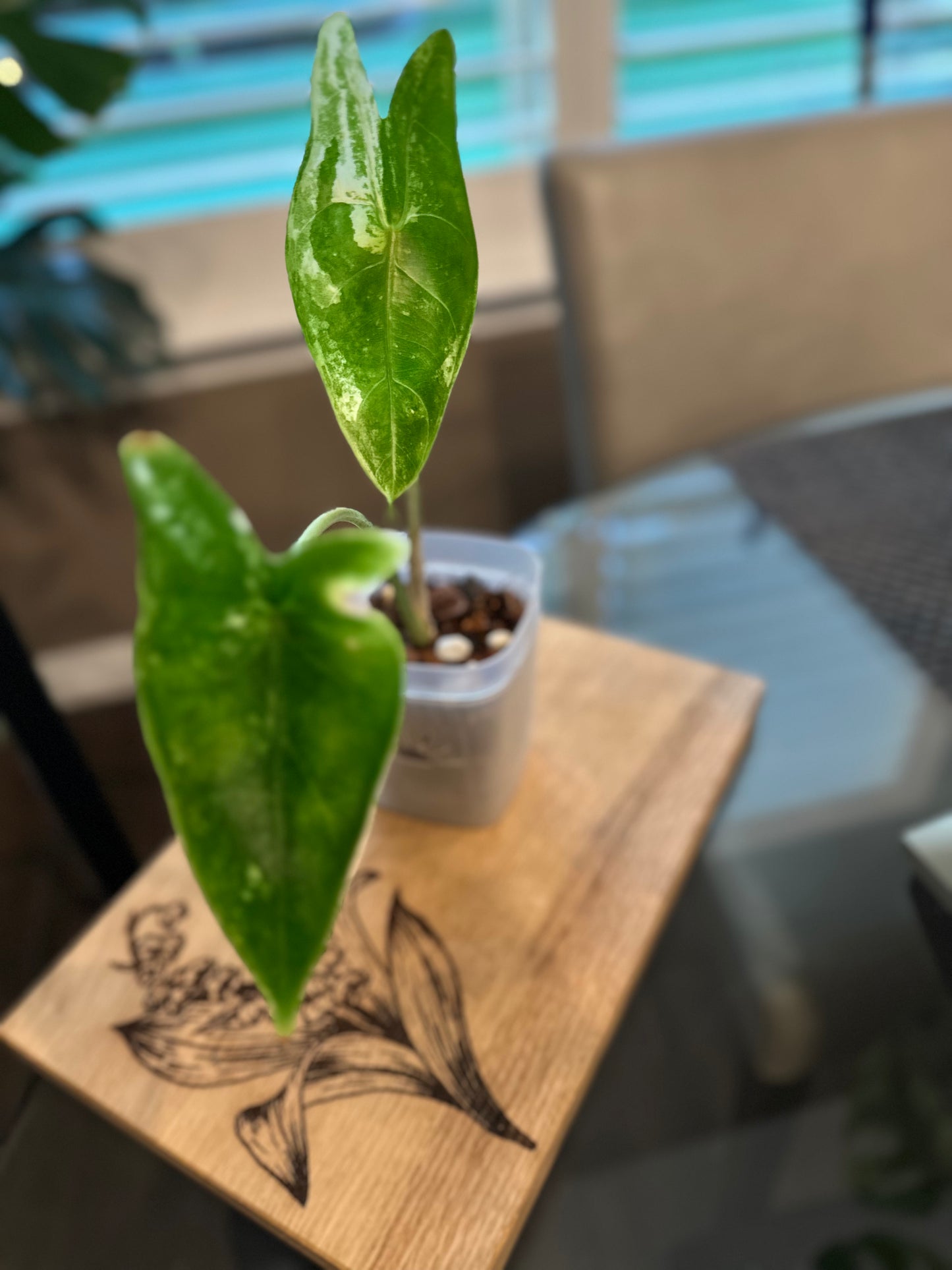 Alocasia Longiloba Albo