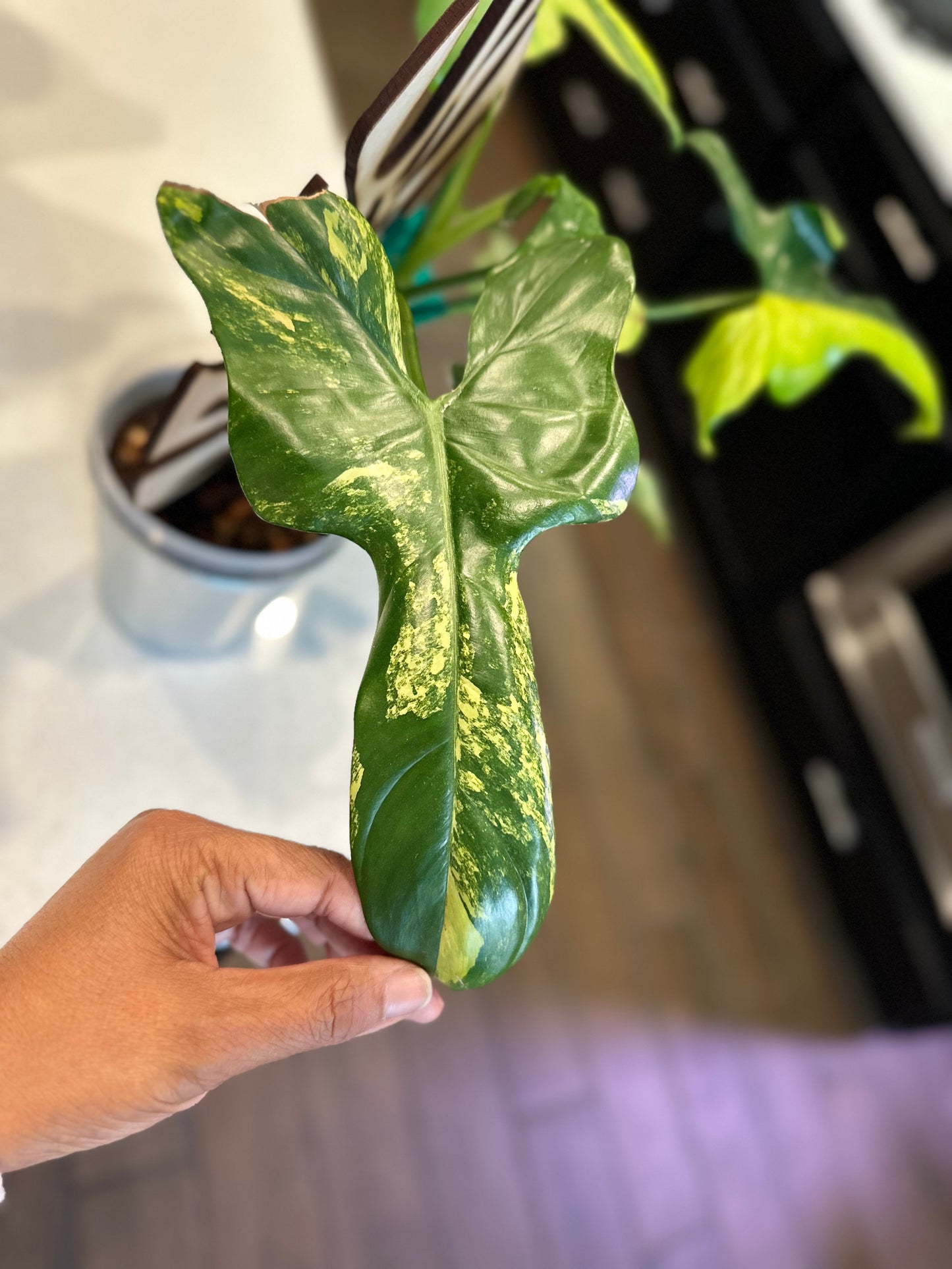 Philodendron Variegated Bipennifolium