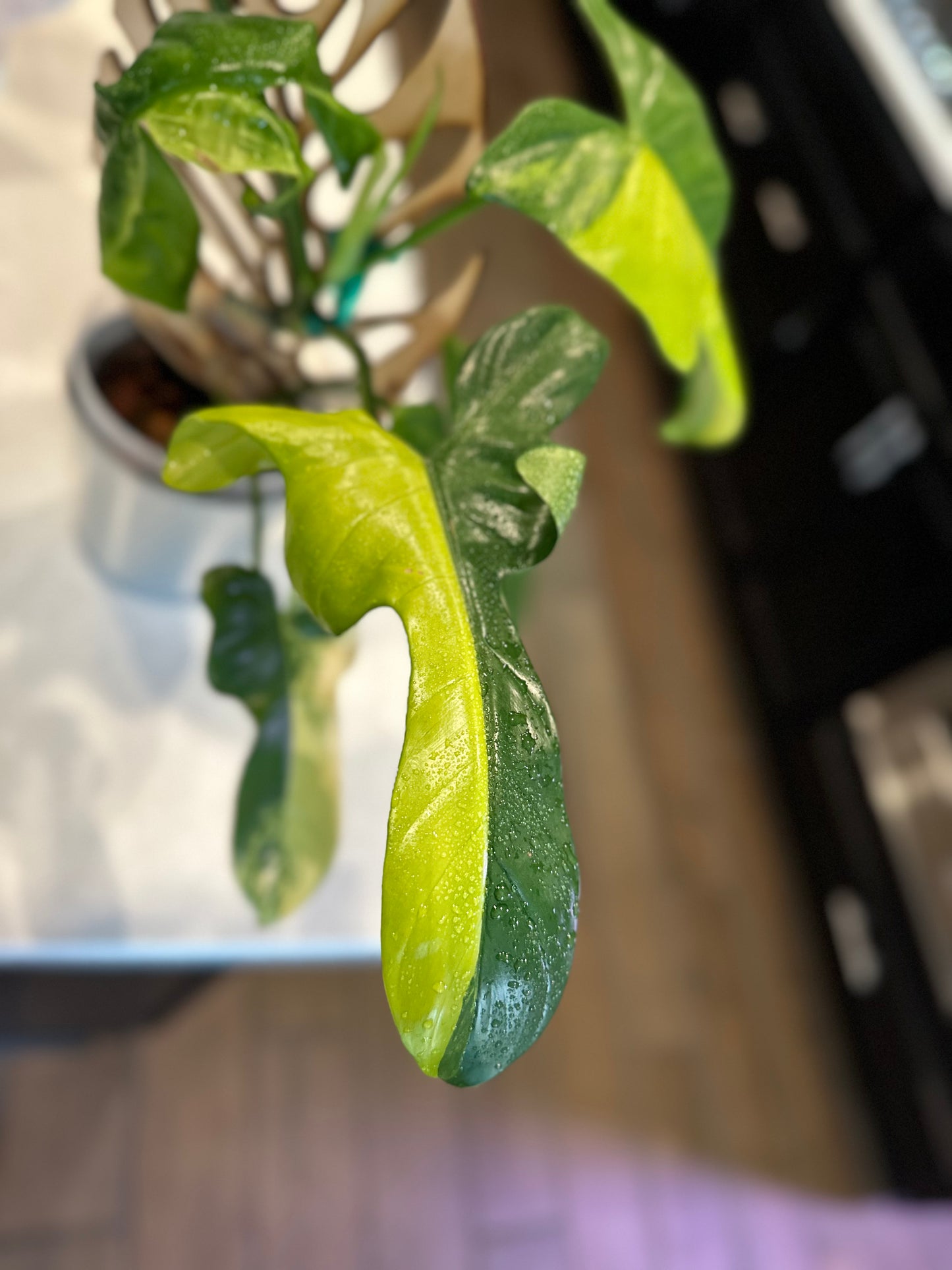 Philodendron Variegated Bipennifolium