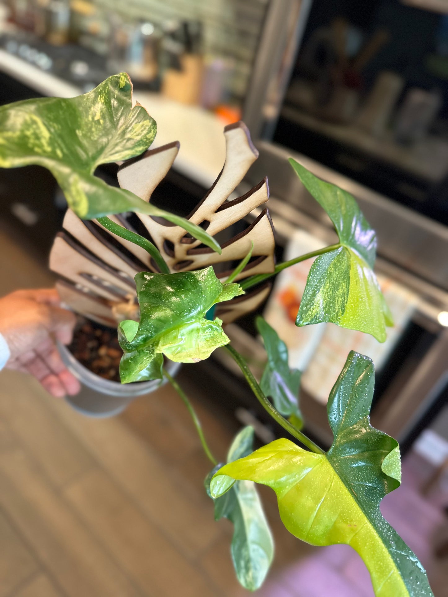 Philodendron Variegated Bipennifolium