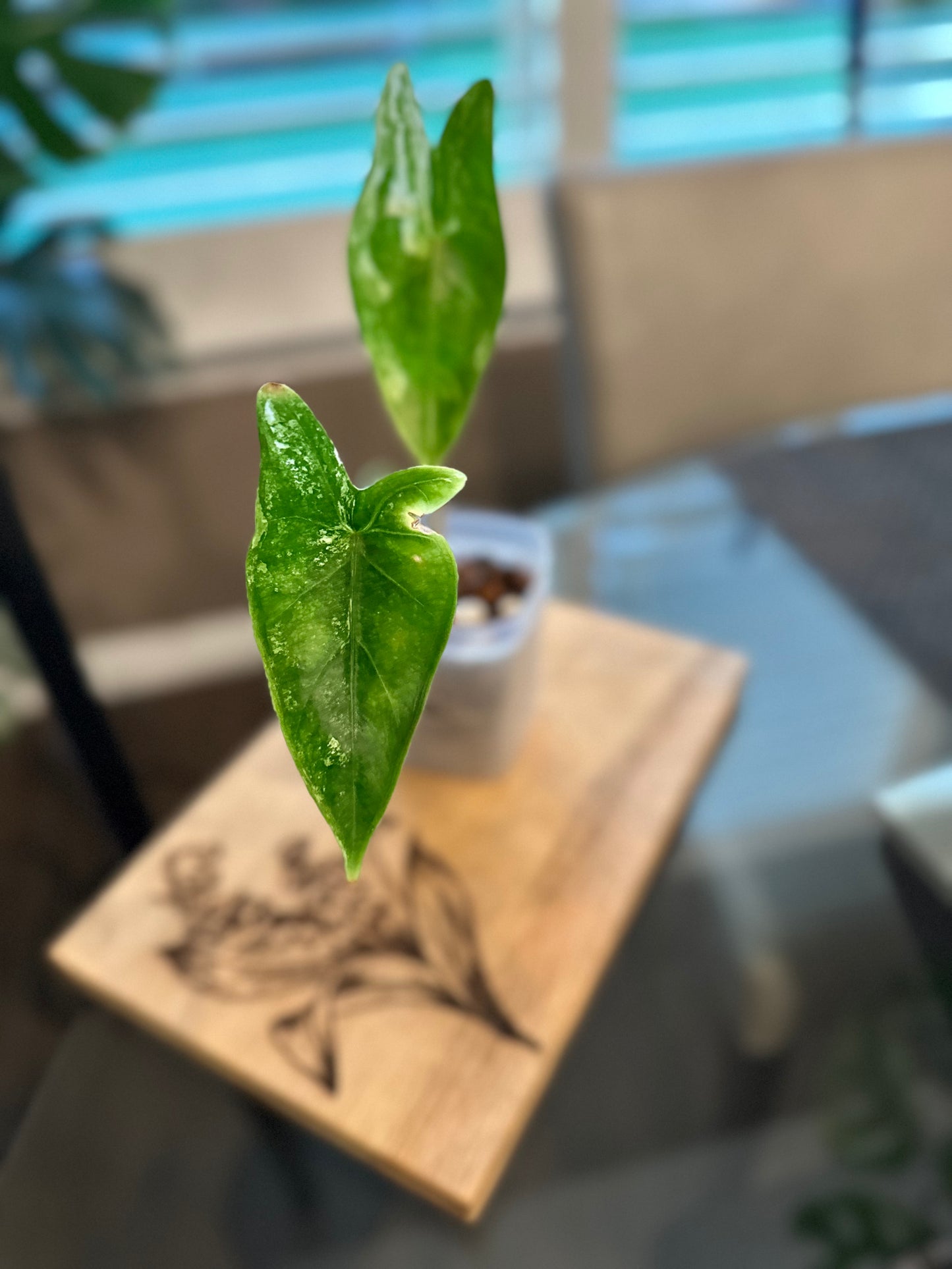 Alocasia Longiloba Albo