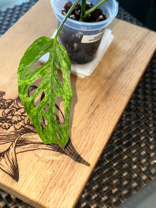 Monstera Adasonii Mottled - B