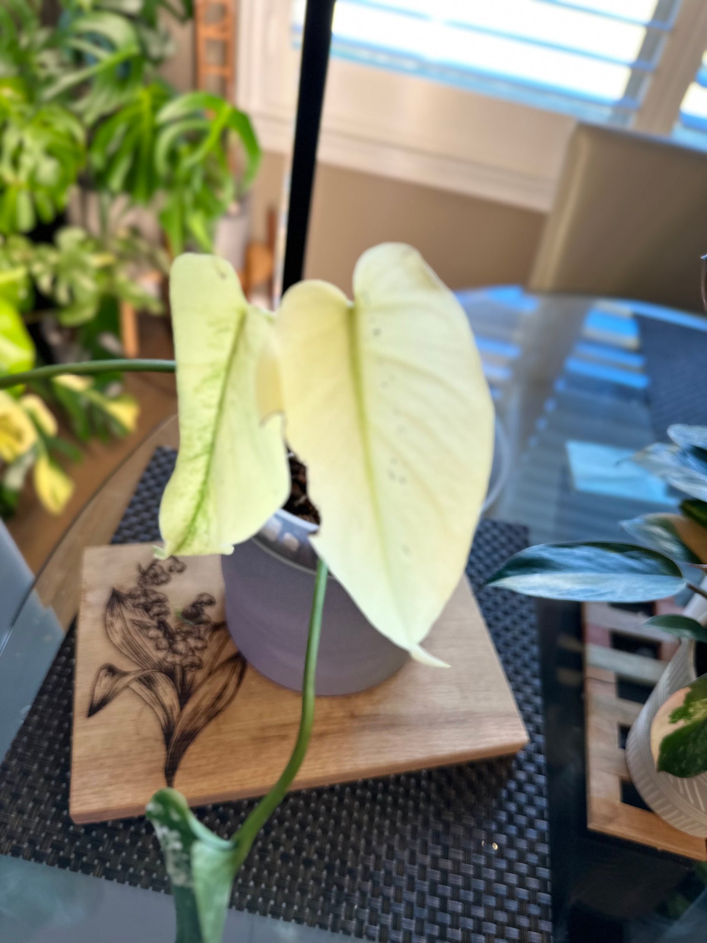 Monstera Mint White Monster - A