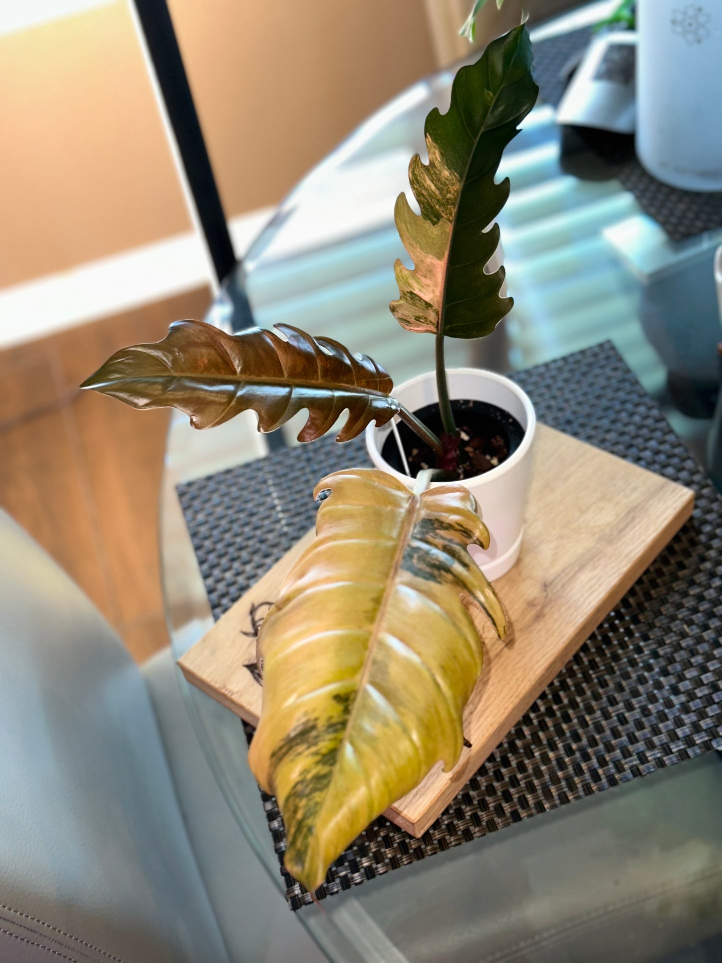 Philodendron Caramel Marble Variegated #1