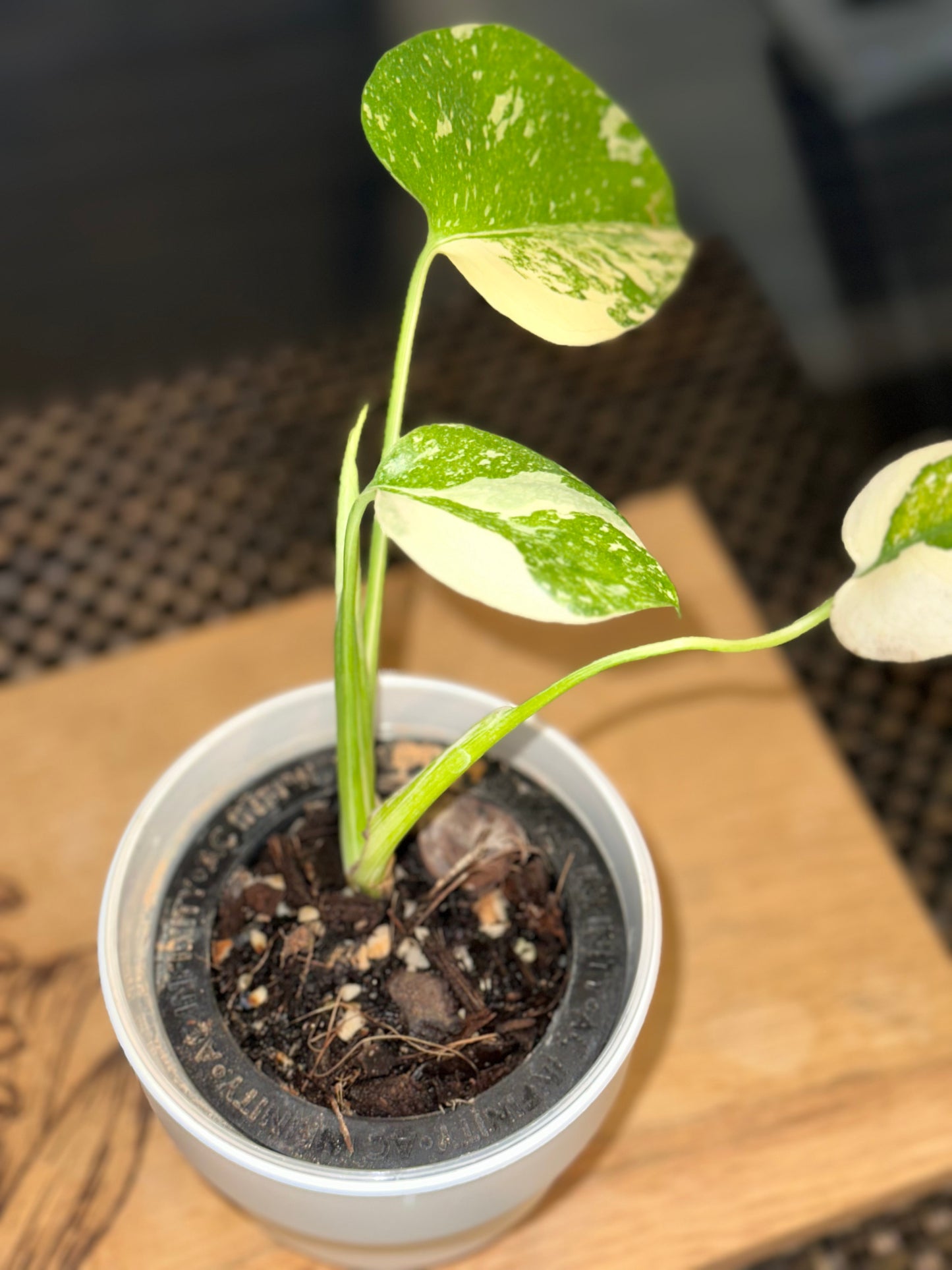 Monstera Creme Brulee - B