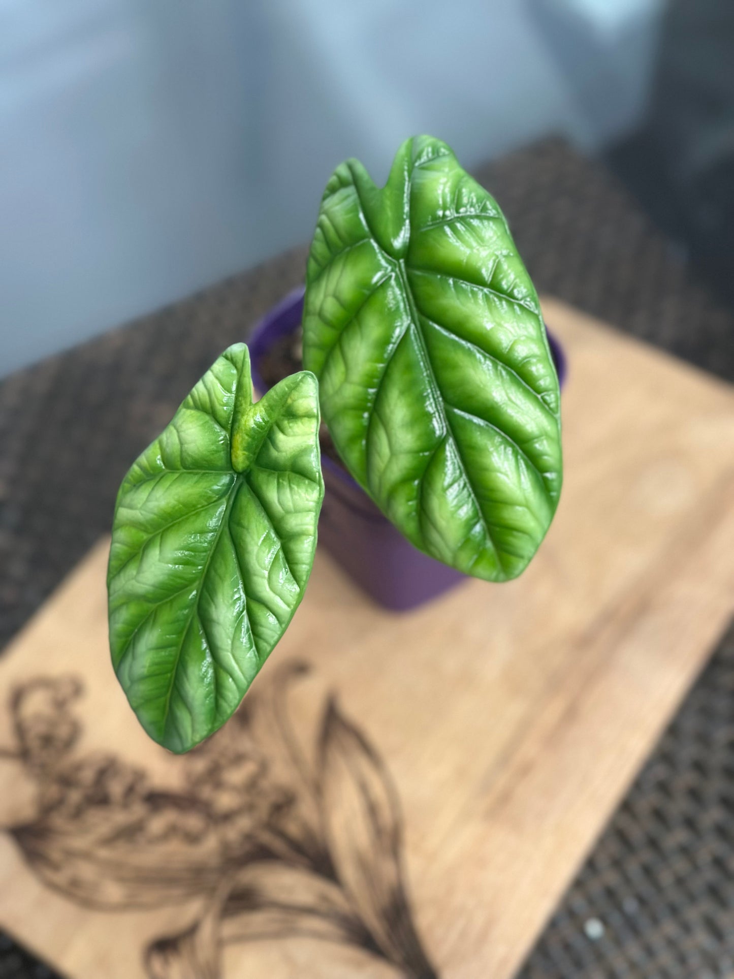 Alocasia Sinuata Variegated - 4 inches