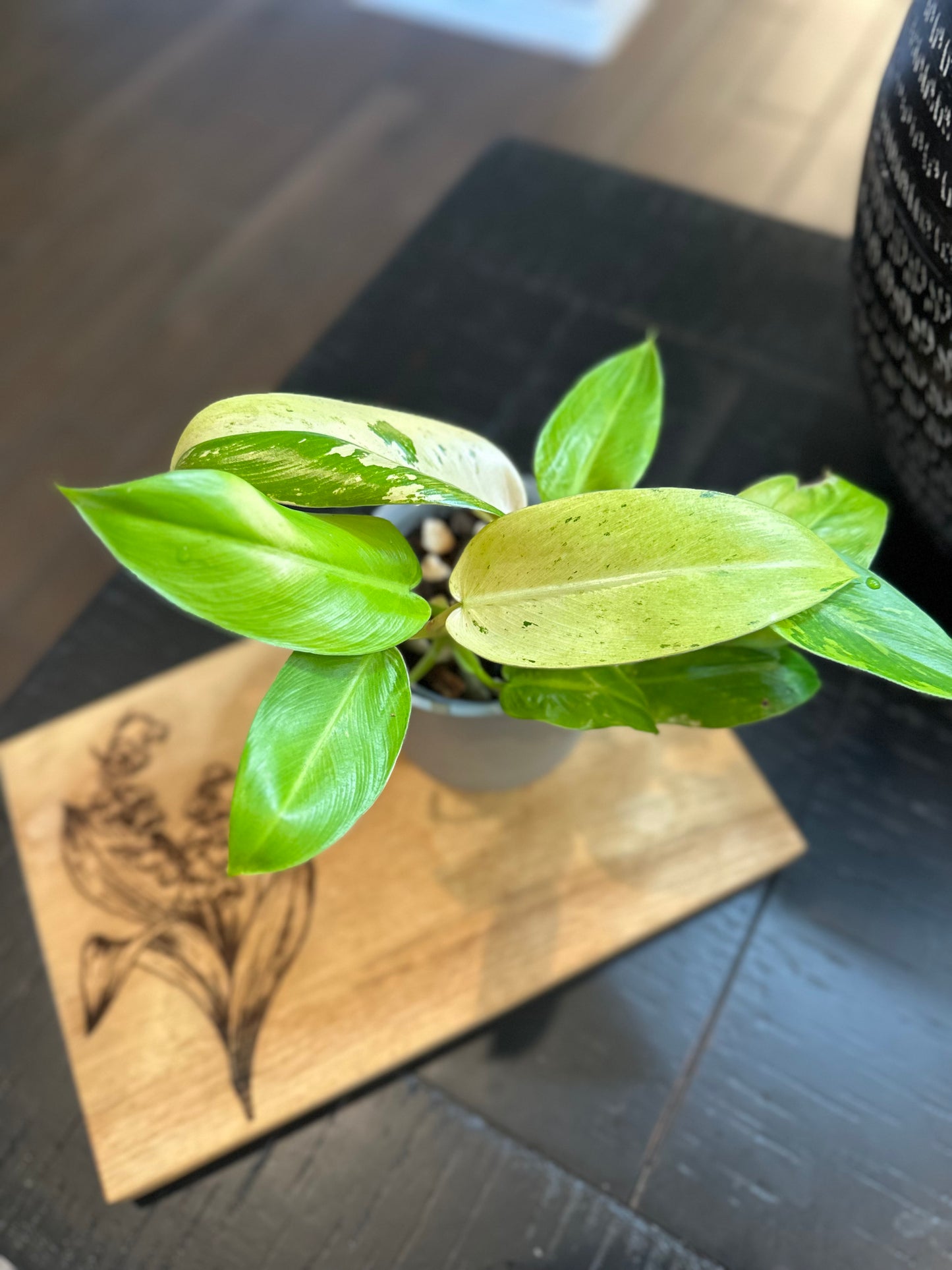 Philodendron Whipple Way (#1)