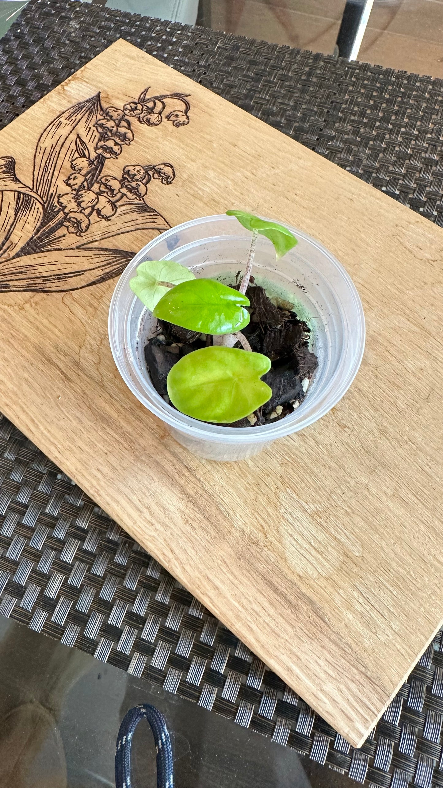 Alocasia Corazon Albo Pup - #2