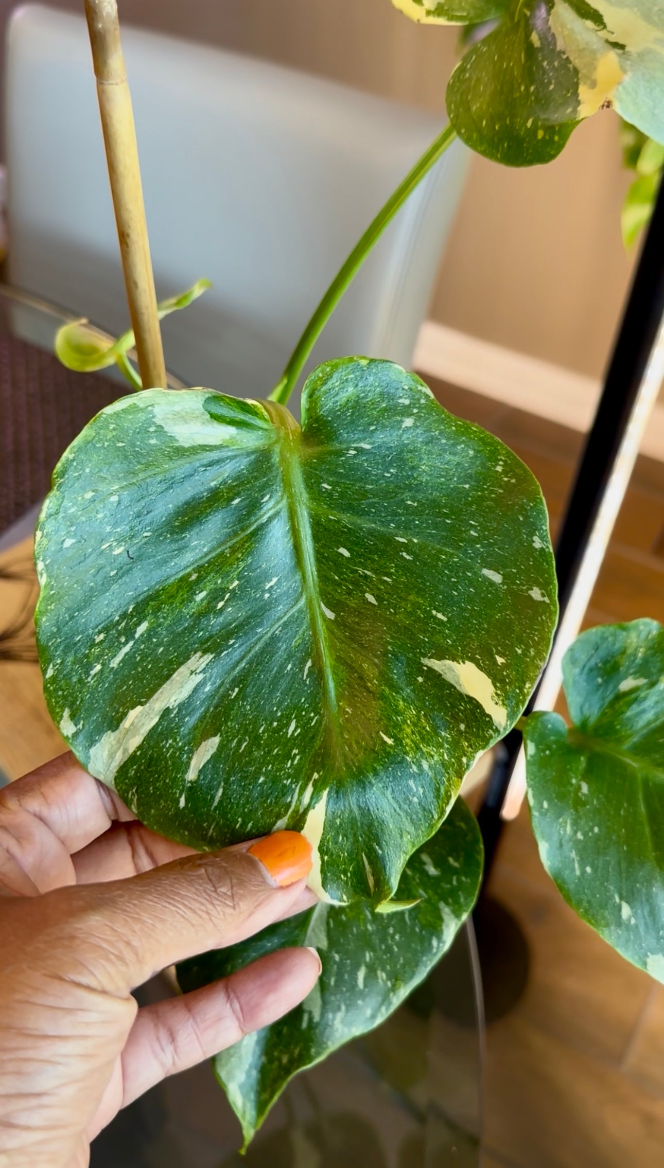 Monstera Thai Constellation Tricolor Mutant