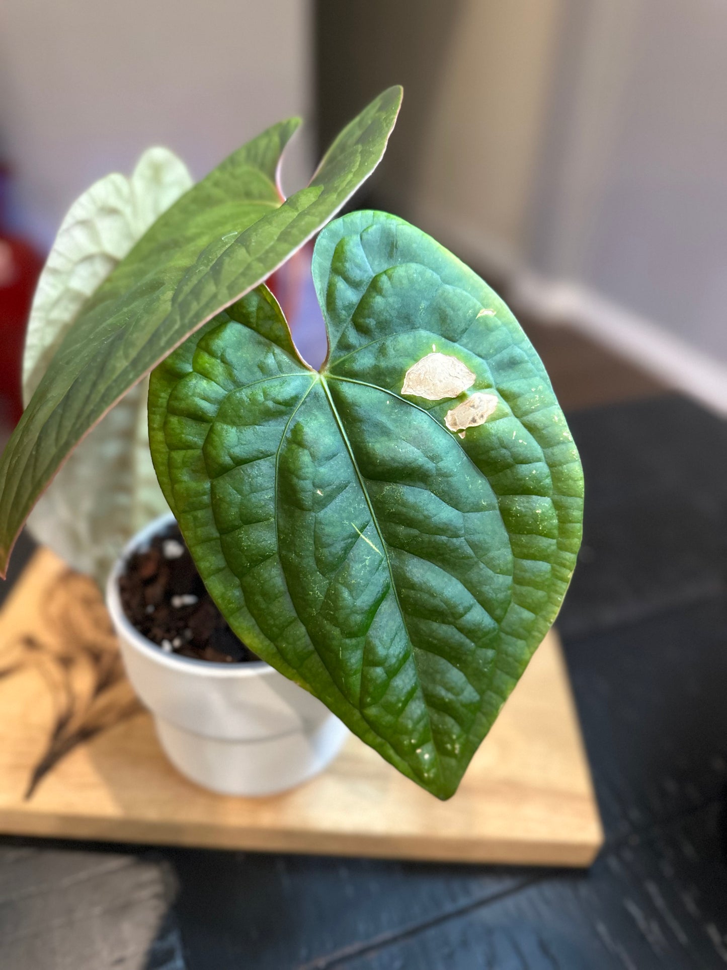 Anthurium Luxurians #5 x Papillilaminum