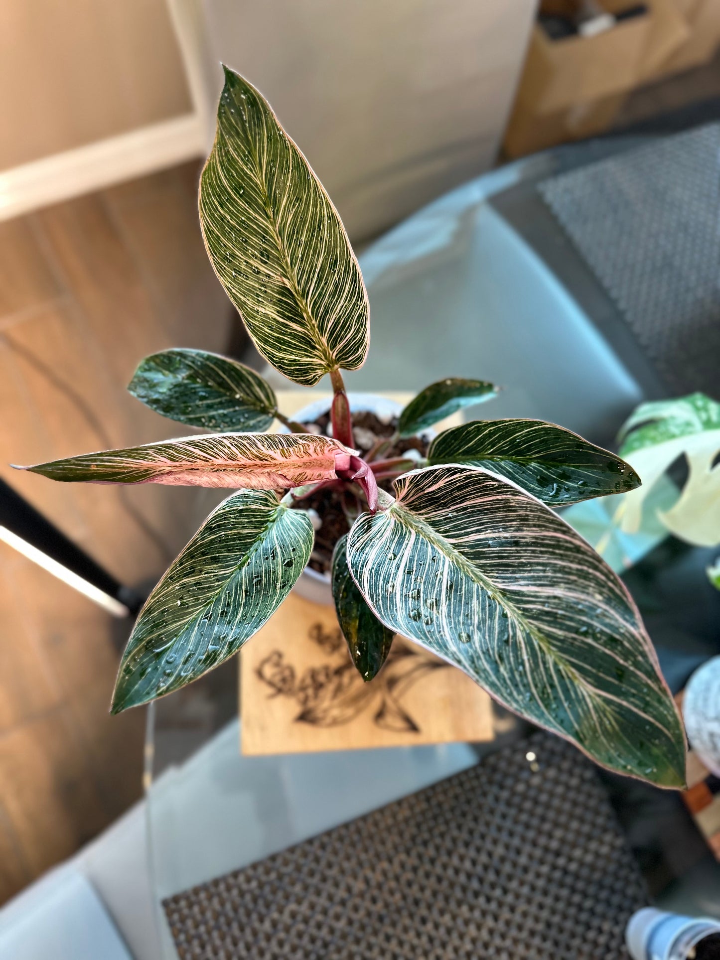 Philodendron Pink Birkin #3 - 6 inch