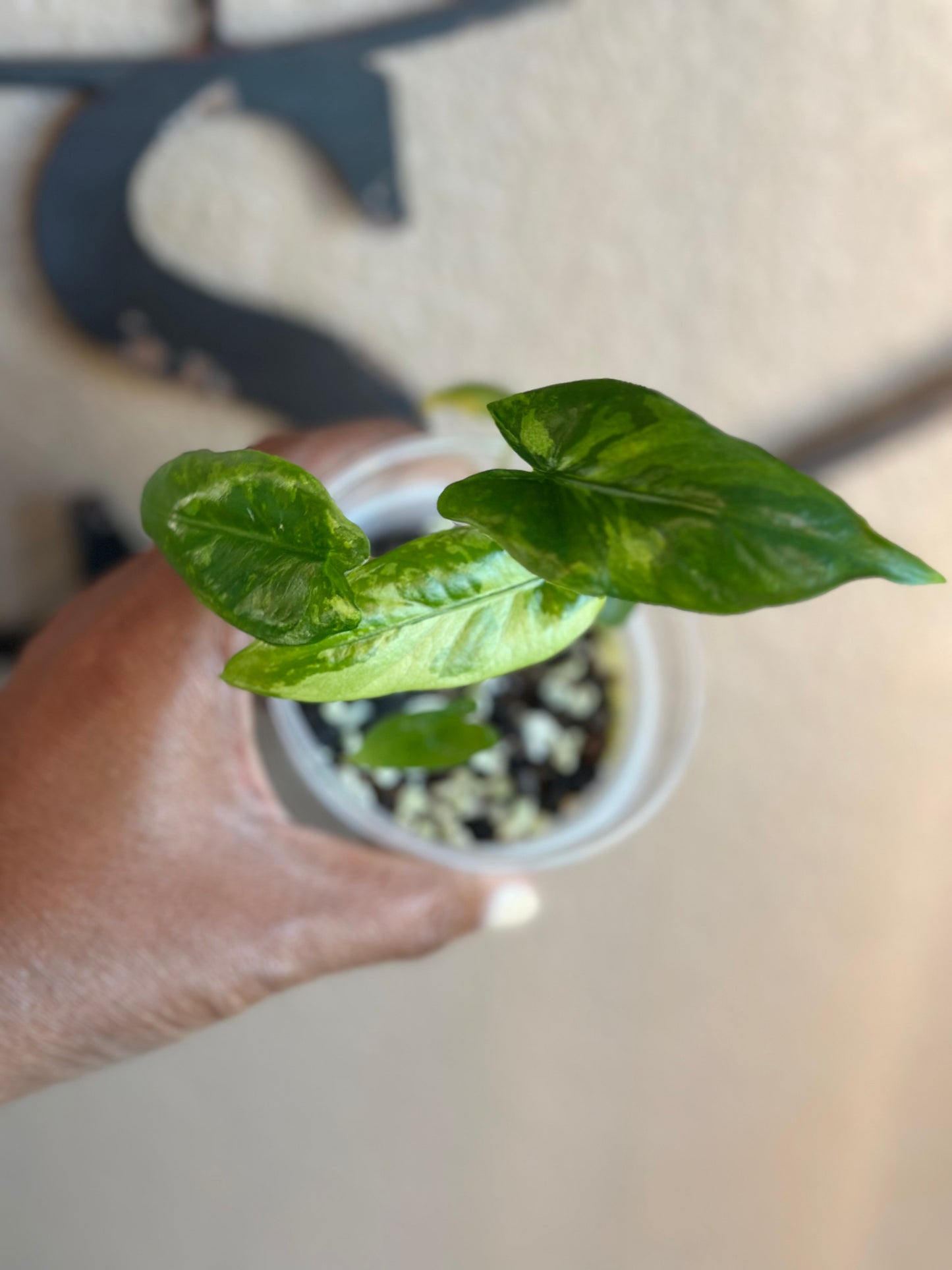 Alocasia Corazon Albo - #7
