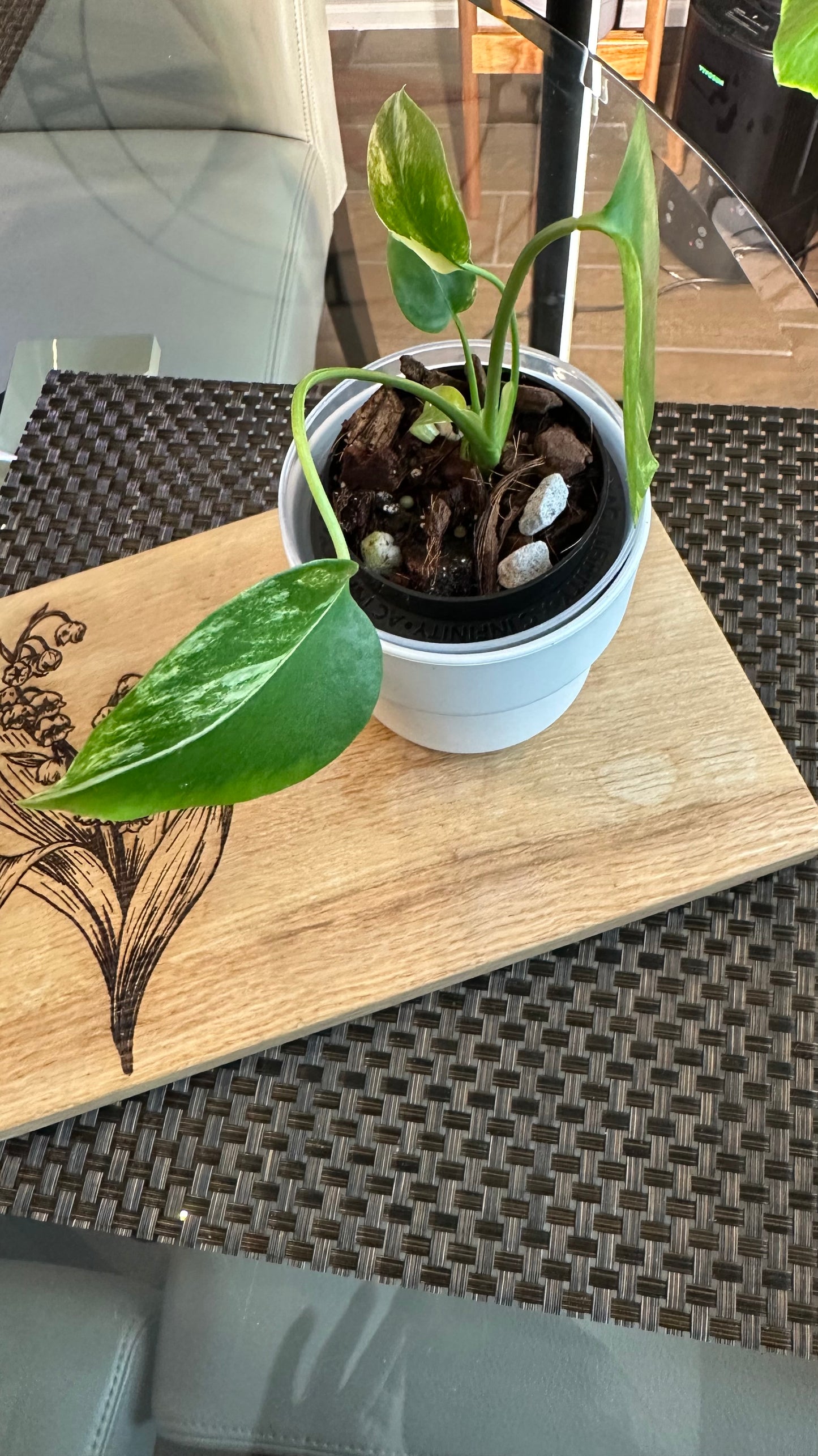 Monstera Yellow Marilyn