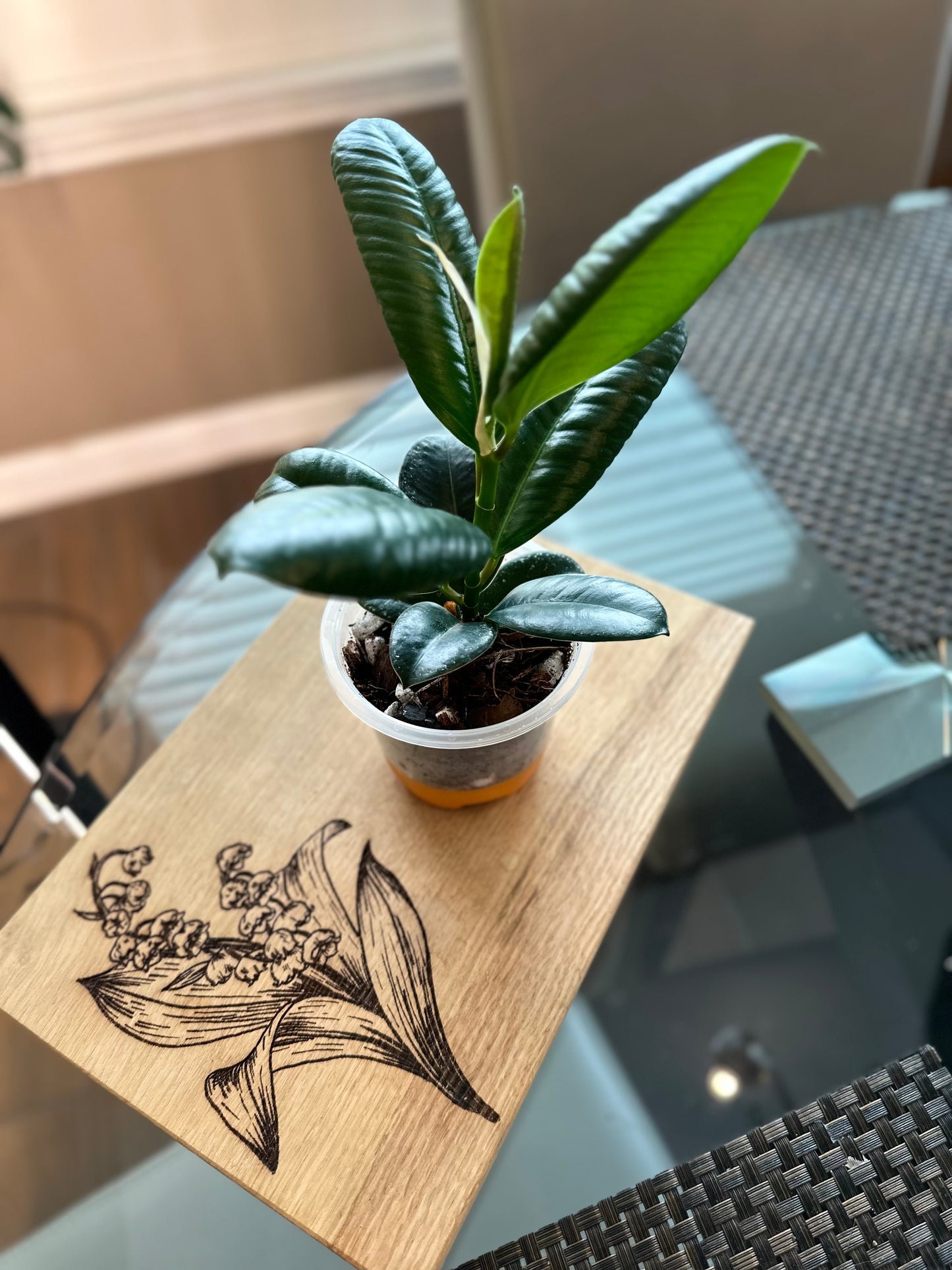 Ficus Sophia