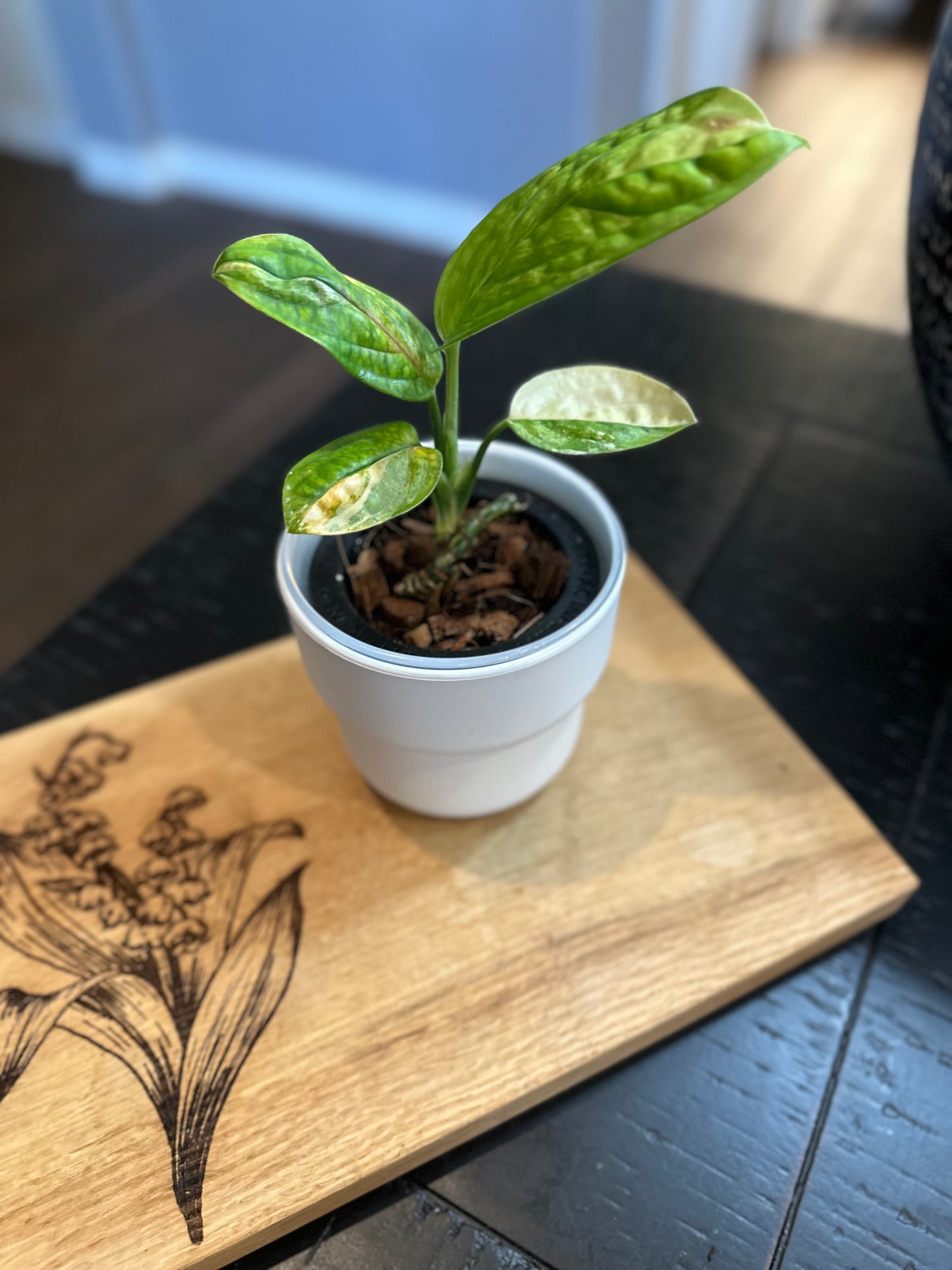 Monstera Peru Variegated