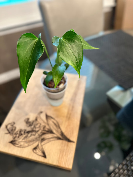 Anthurium Delta Force