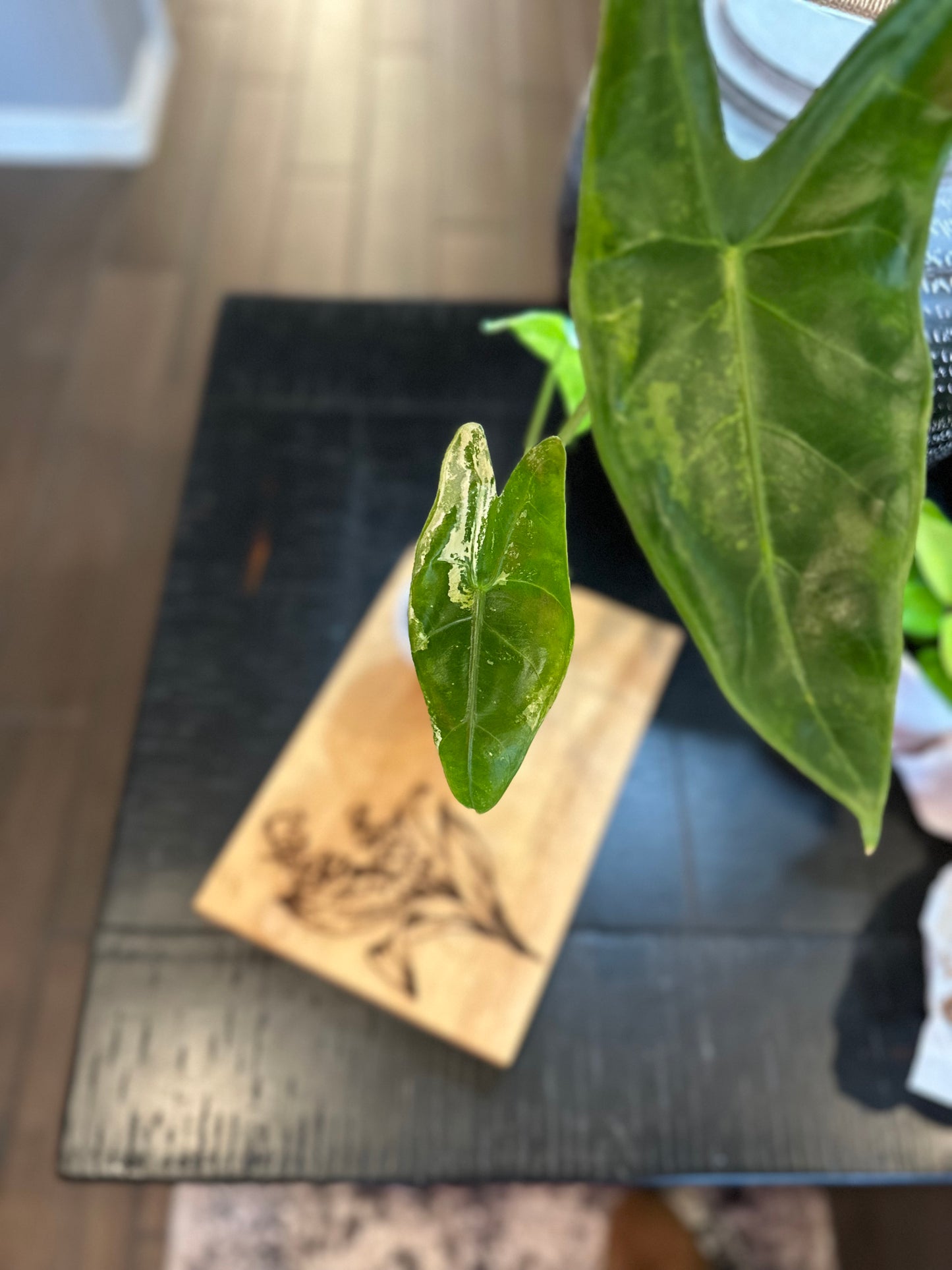 Alocasia Longiloba Albo