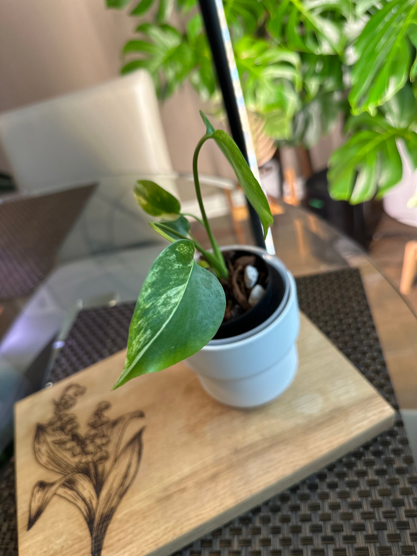 Monstera Yellow Marilyn