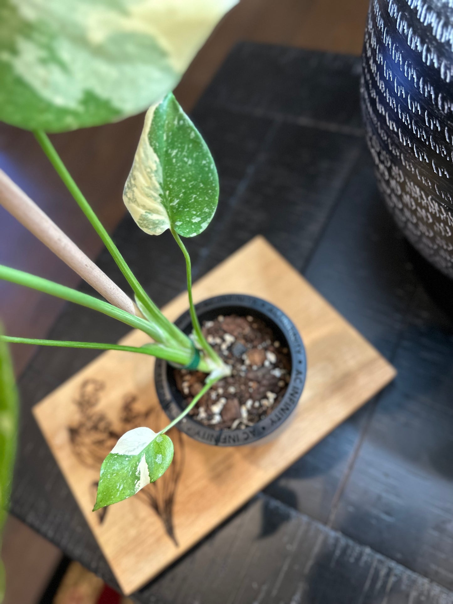 Monstera Crème Brûlée #1